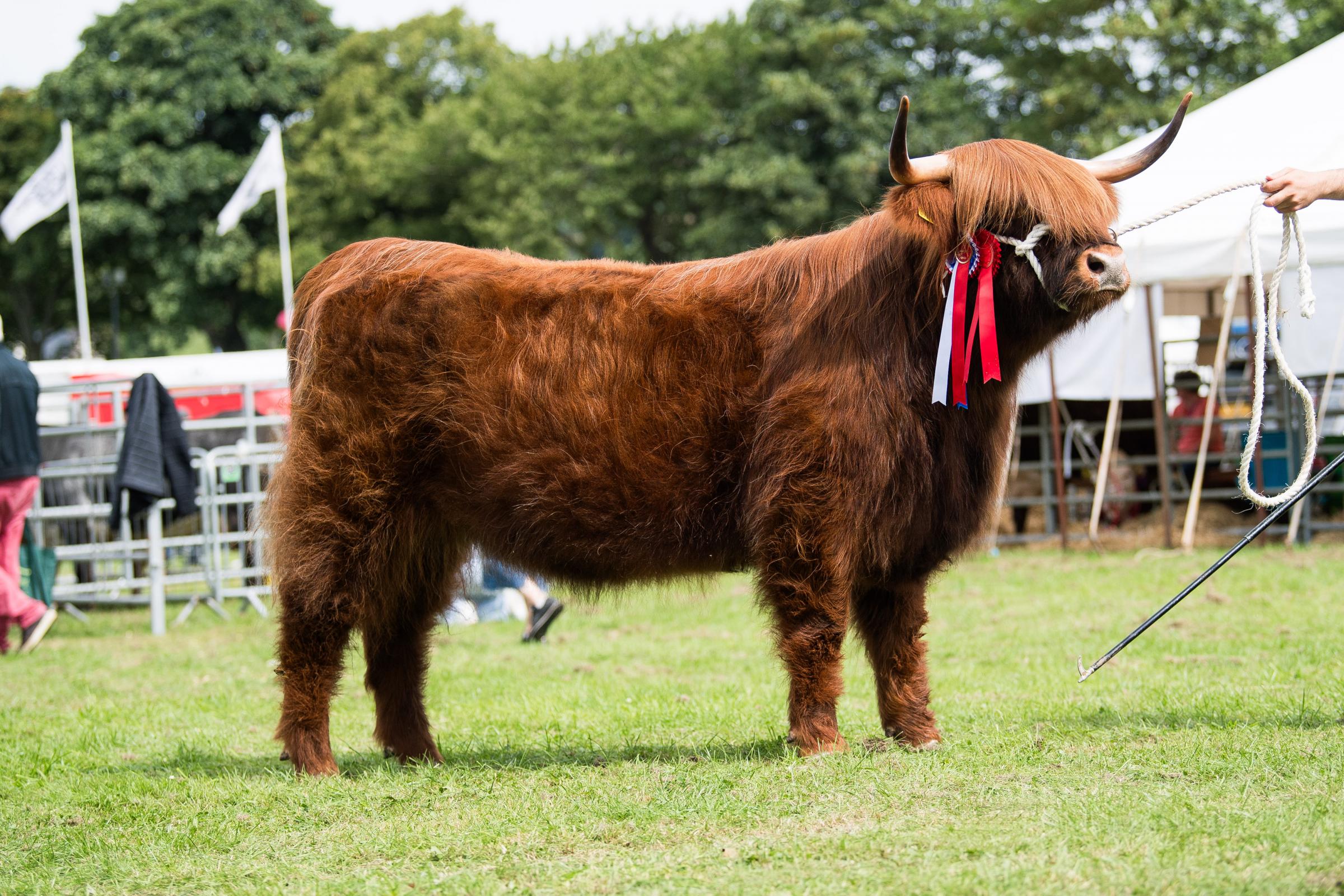 Highland cattle champion from Dexter and Carolyn Logan Ref: RH200724080 