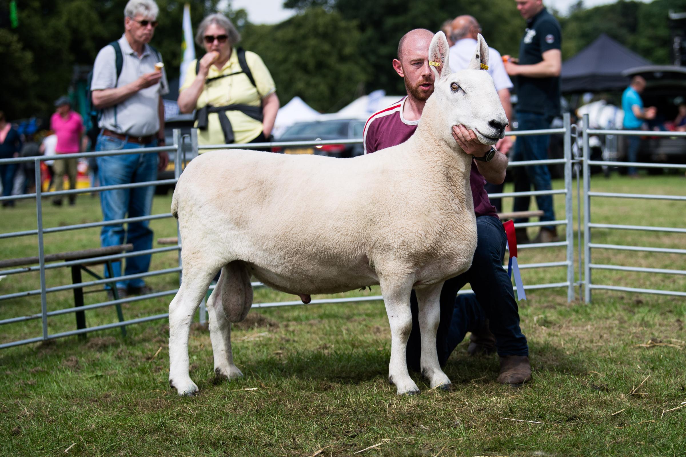  Border Leicester champion from J Hamilton Ref: RH200724084 