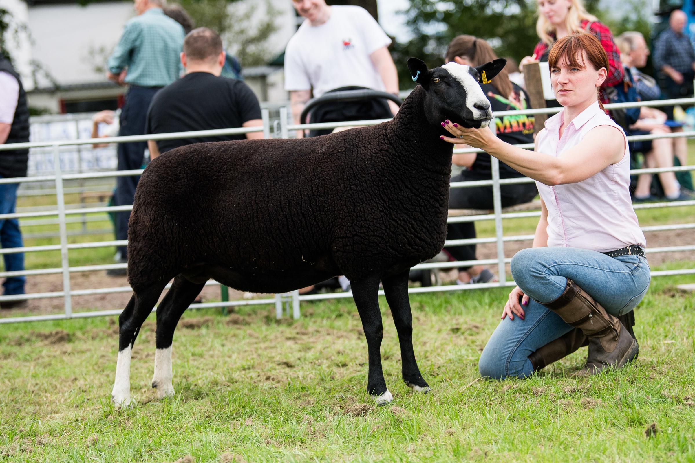 Zwartbles champion from Kate Flynn Ref: RH200724089 