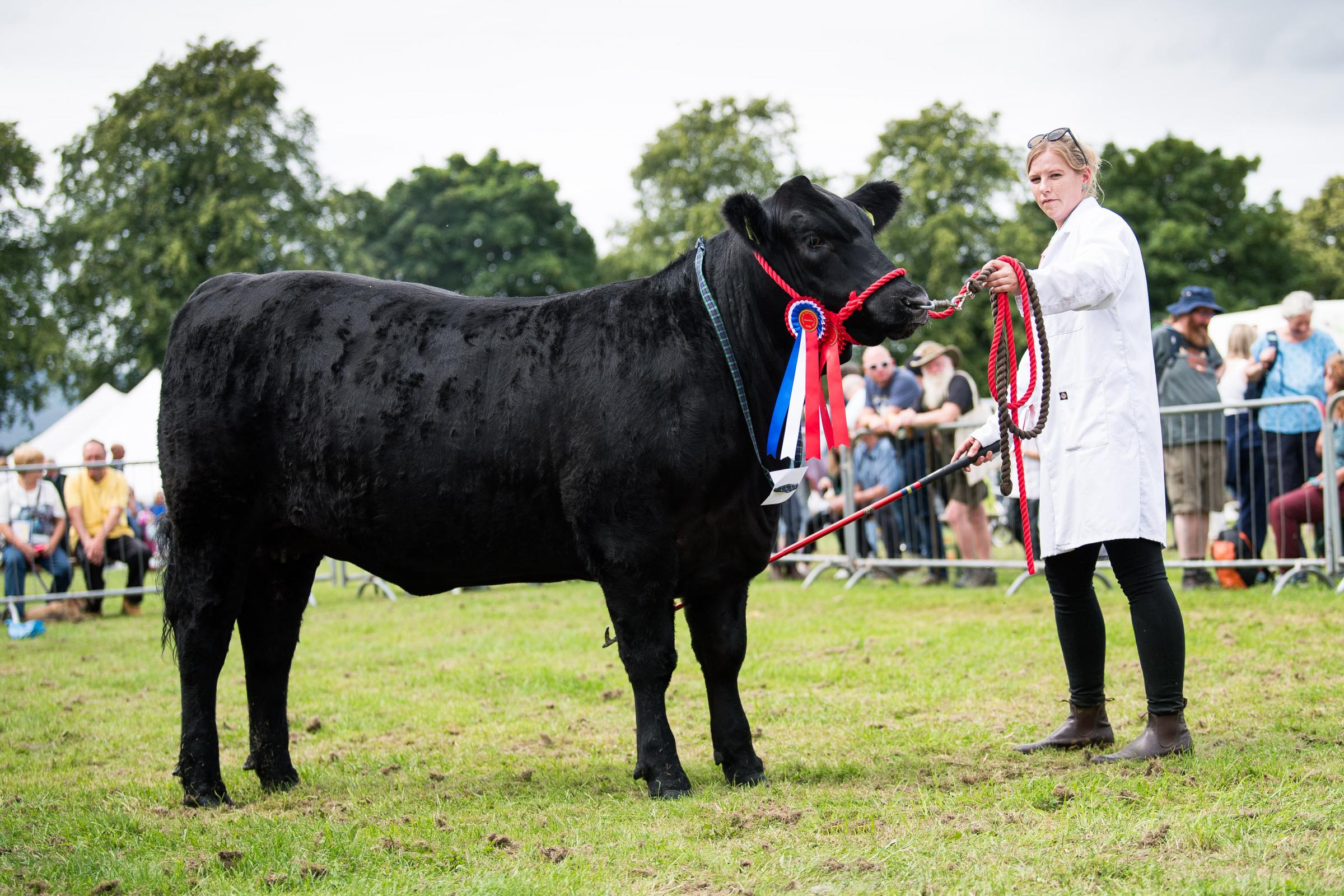  AOB champion was the Aberdeen Angus from Emma Hodge which went on to stand champions of champions Ref: RH200724087 