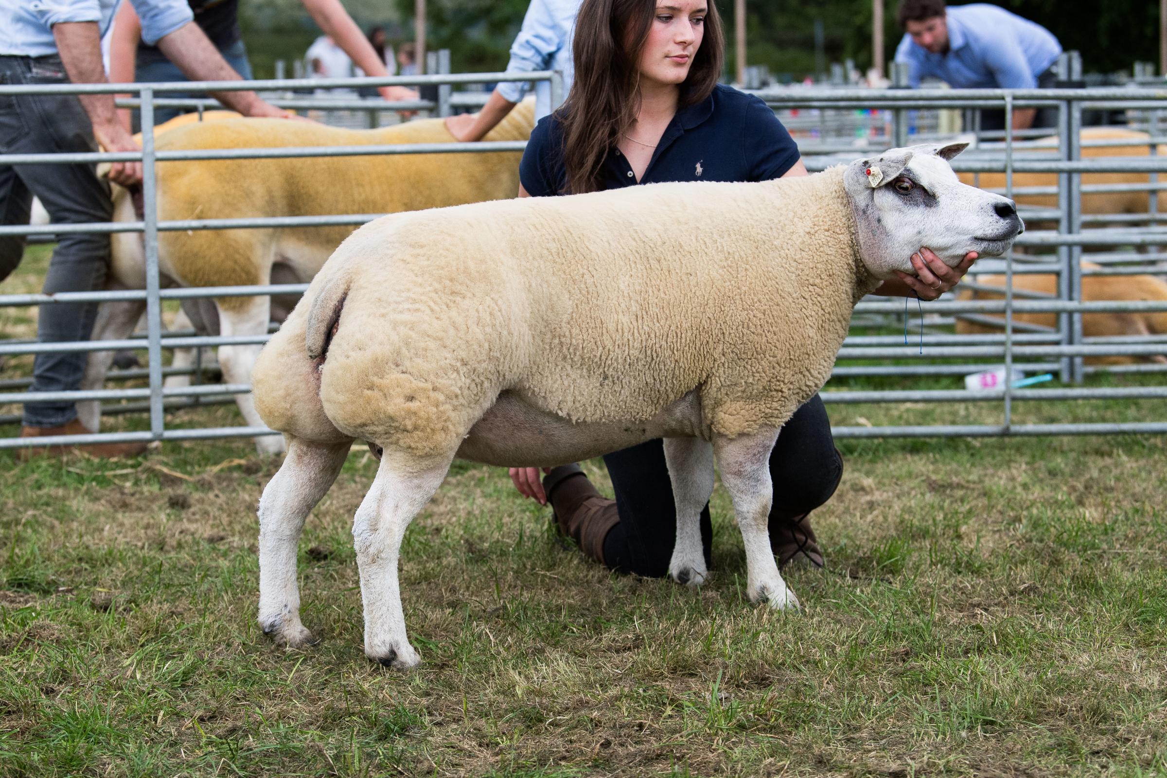 Beltex champion from the Wood family took the sheep inter-breed Ref: RH200724092 