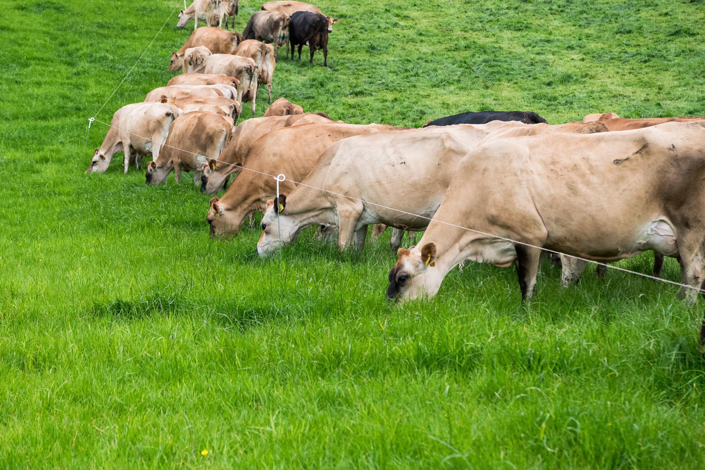 The fields are divided into small paddocks, allowing the cows to graze the grass quickly before moving on. This rotation gives each paddock approximately three weeks to rest and regrow Ref: RH180724039 Rob Haining / The Scottish Farmer...