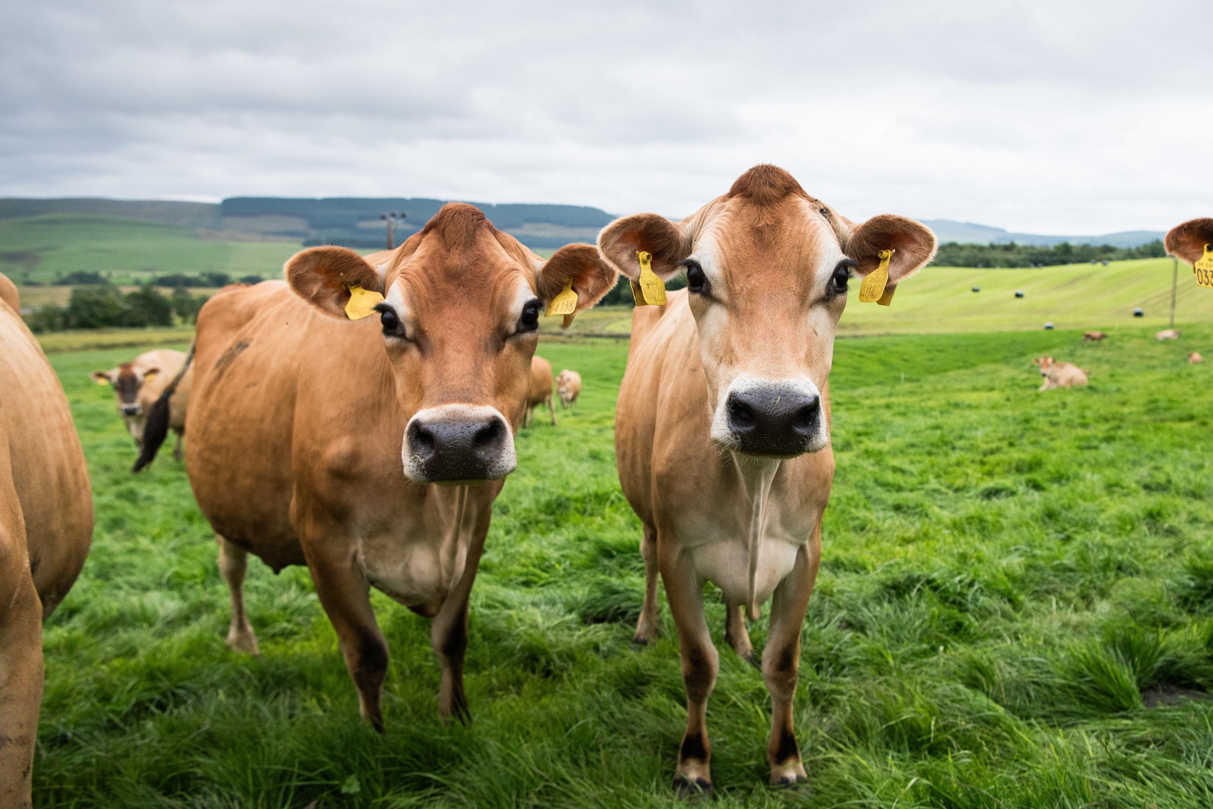 Jerseys are known for their docile and friendly temperament, and their smaller size also makes them easier to handle and manage Ref: RH180724029 Rob Haining / The Scottish Farmer...