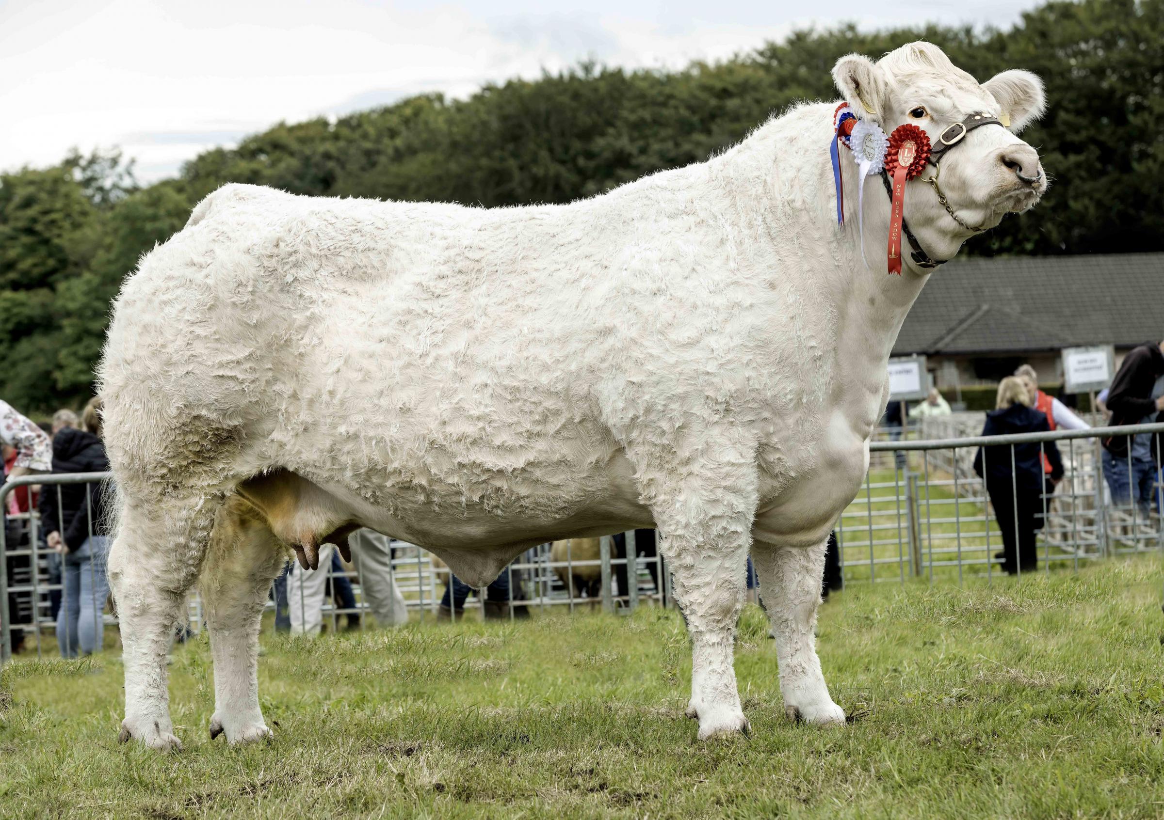 Charolais and cattle interbreed champion a cow from AJR Farms