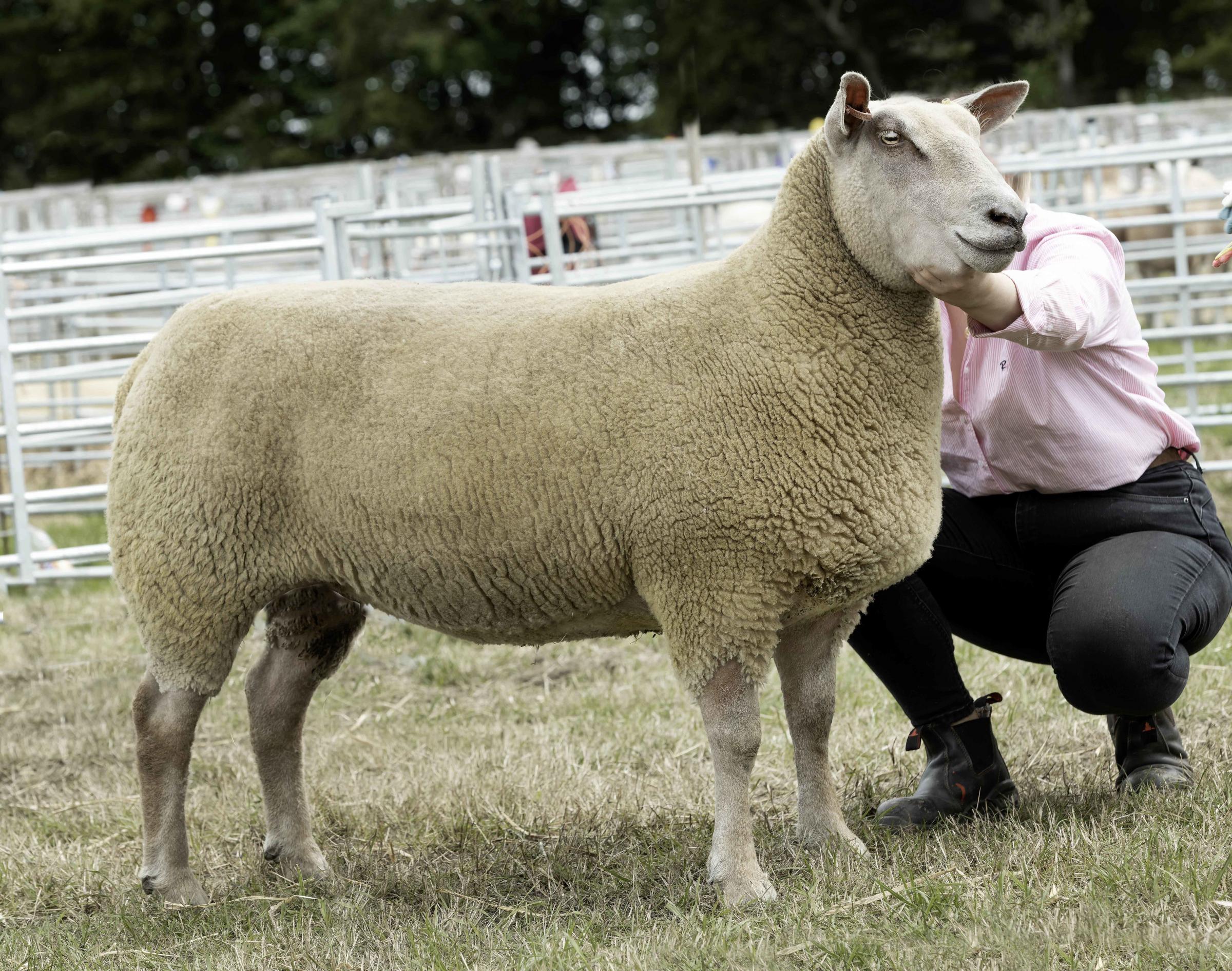 Charollais and sheep reserve interbreed champion from Eilidh and Erin Duncan.