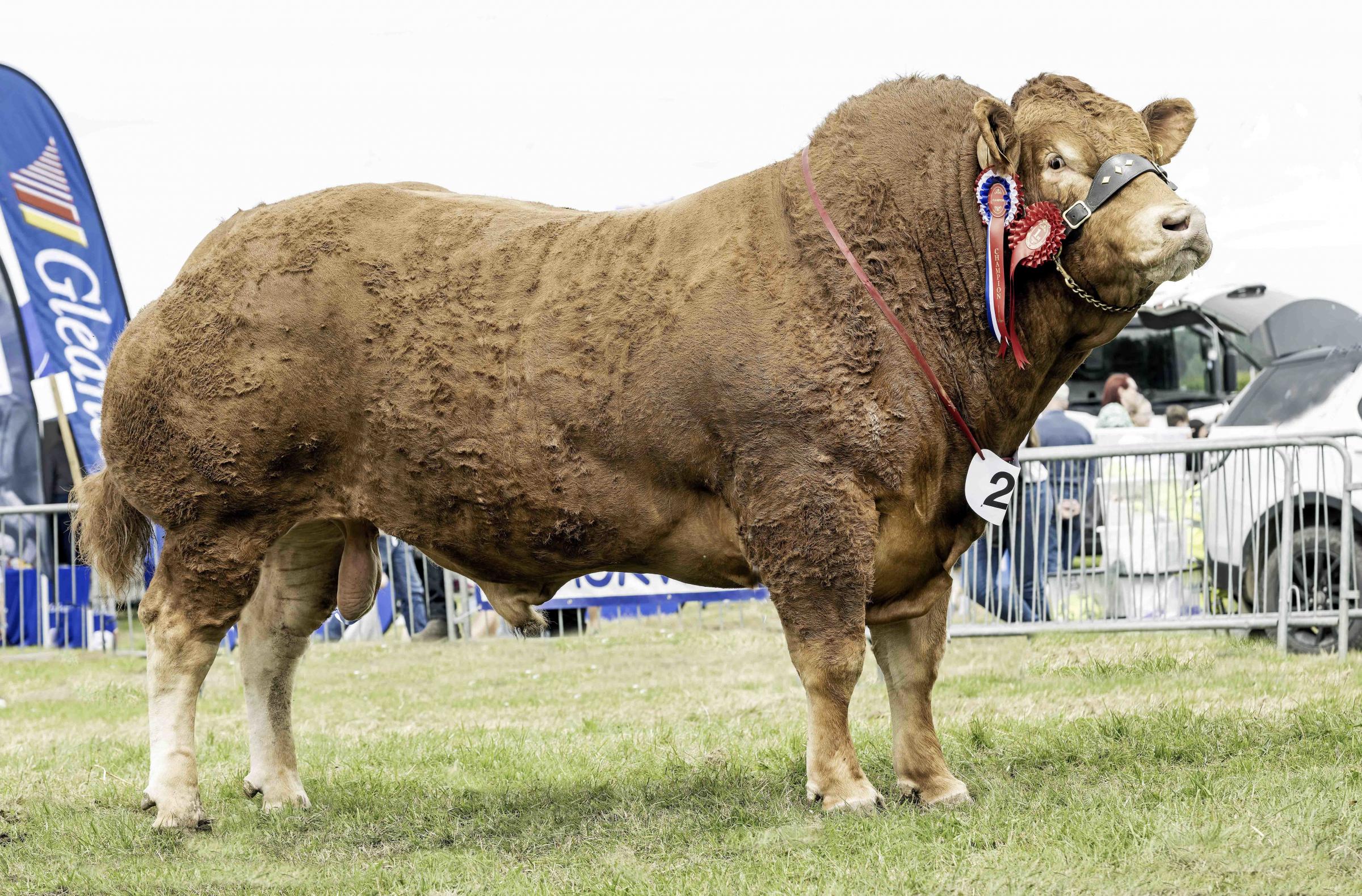 Limousin and reserve cattle interbreed champion Bull from Harry Emslie.