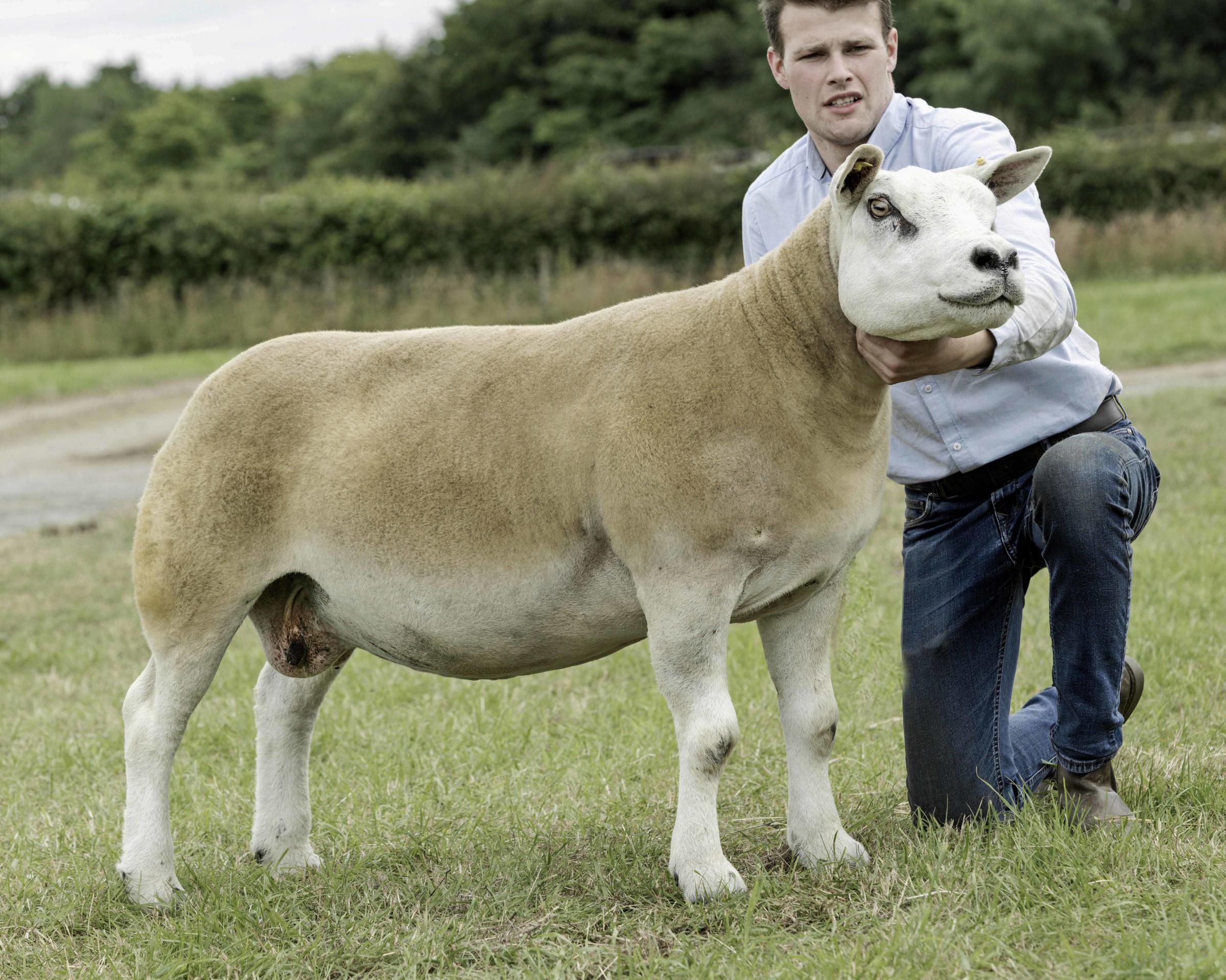 Texel sheep champion a ewe from W J Knox