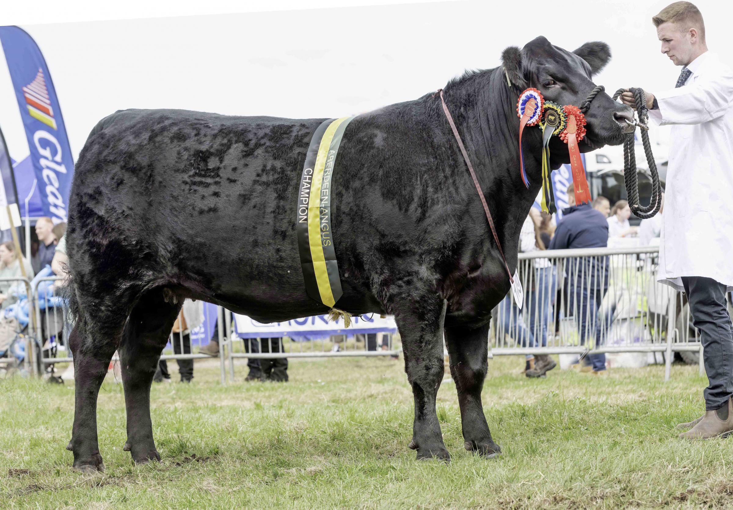 Aberdeen Angus champion from Graeme Rhind