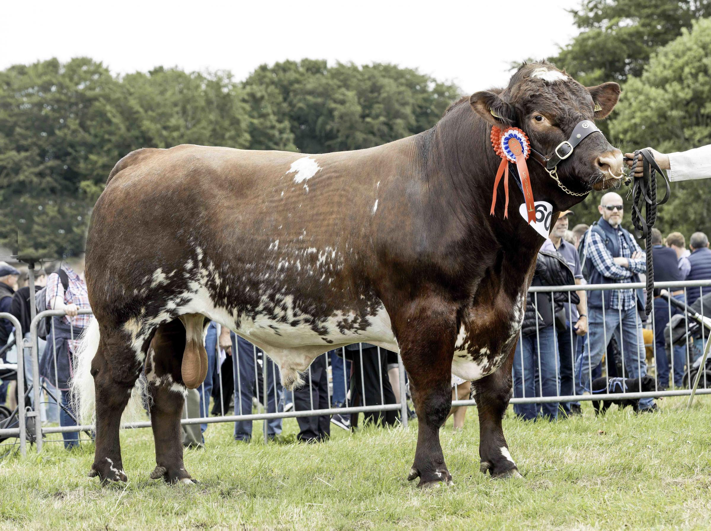 Shorthorn champion from Alison Watt