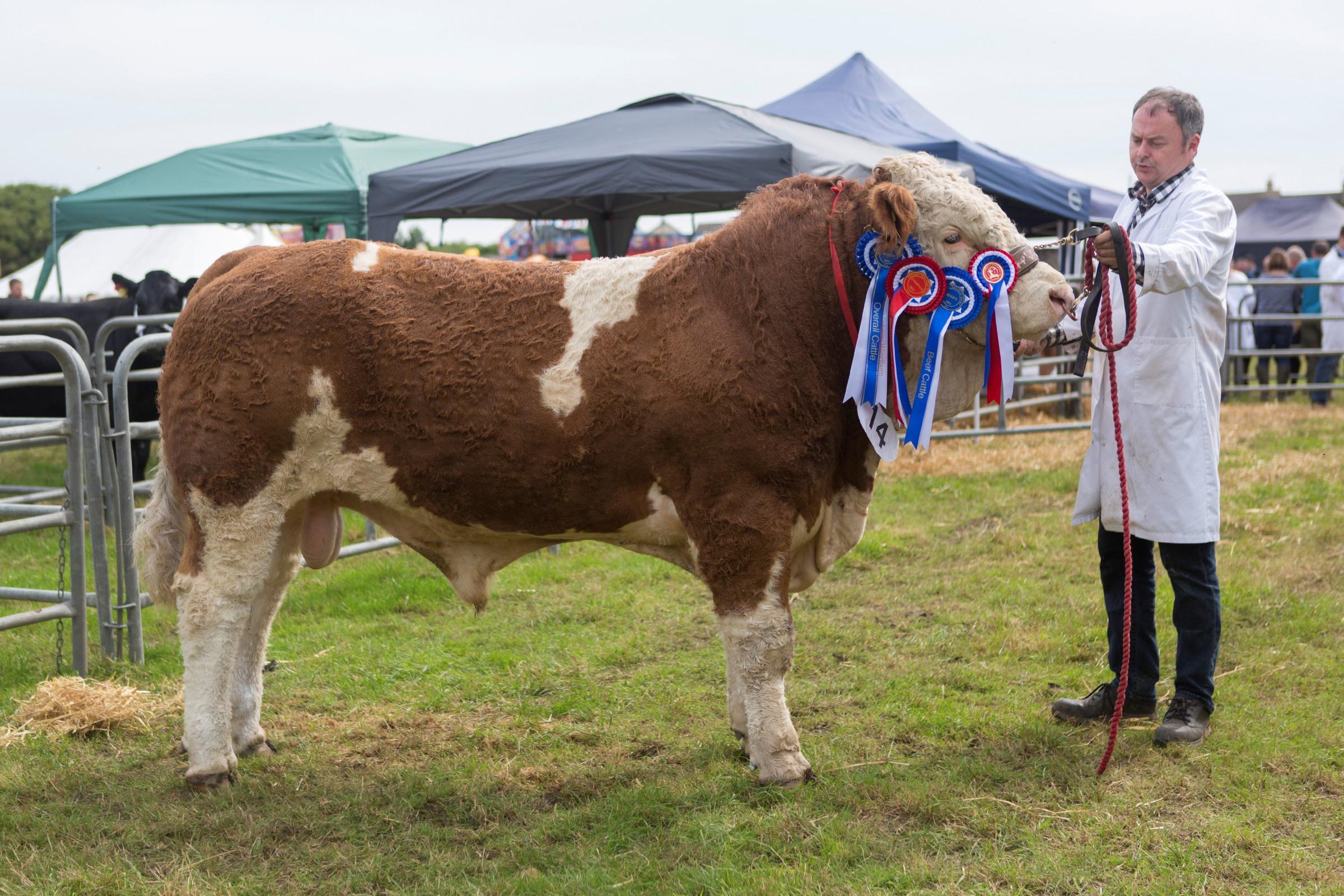 Reserve overall cattle champion was the Simmental, Mavsey Pizzazz from J and J Gunn, Mavsey, Lybster