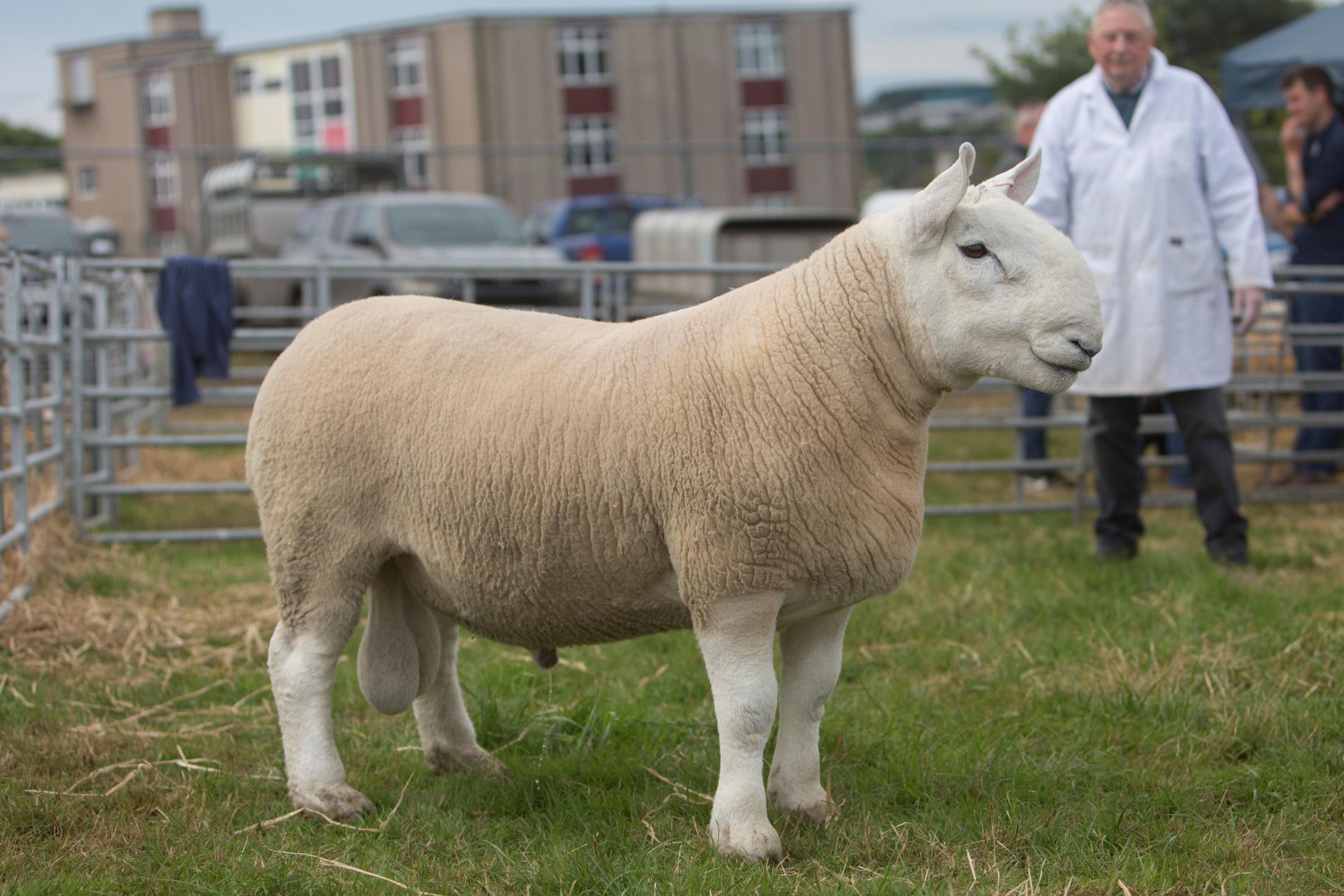 Achscrabster Eye Catcher was champion park-type North Country Cheviot for J and W Mackay, Biggins Farm