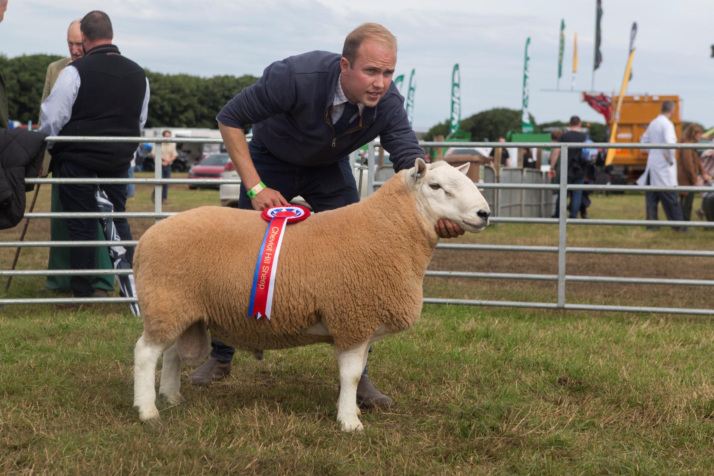 Hill-type North Counrty Cheviot champion from The Queen Elizabeth The Queen Mother Castle of Mey Trust, Longoe Farm, Mey