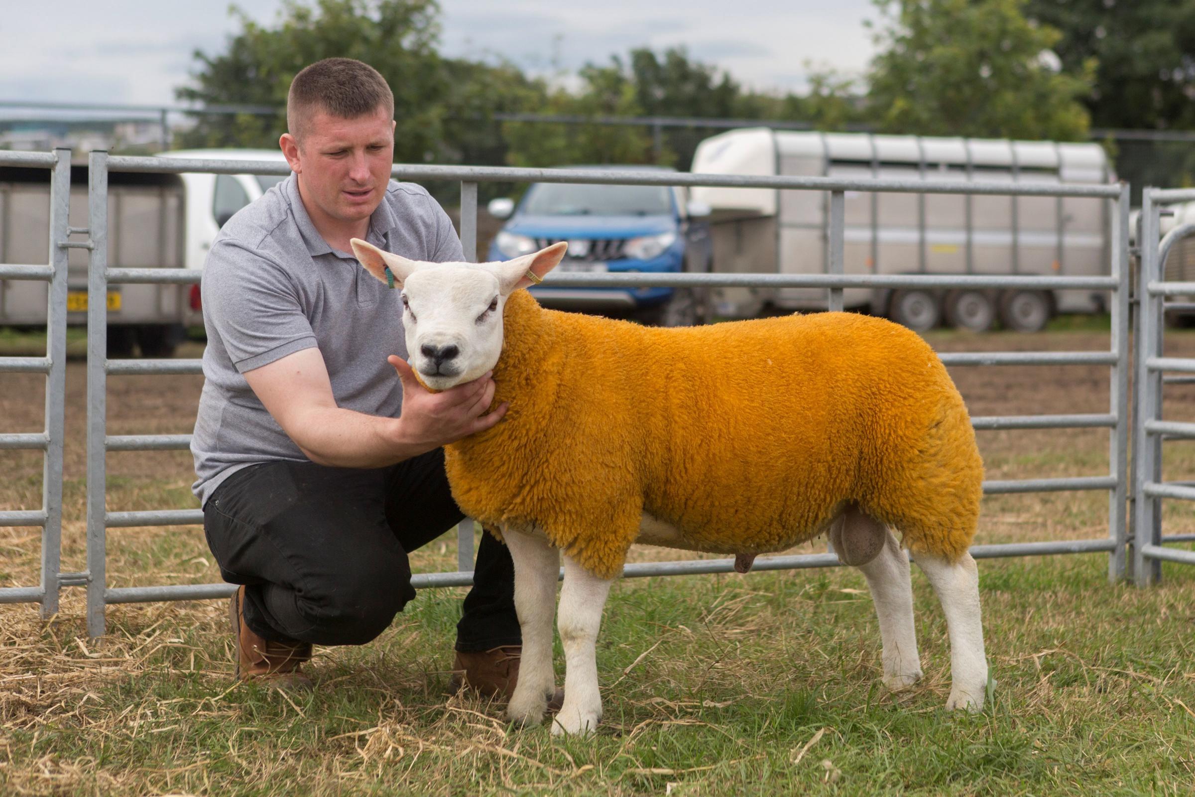 Non MV accredited Texel champion from A Bissett and S Blackwood, Mill Farm, Durran