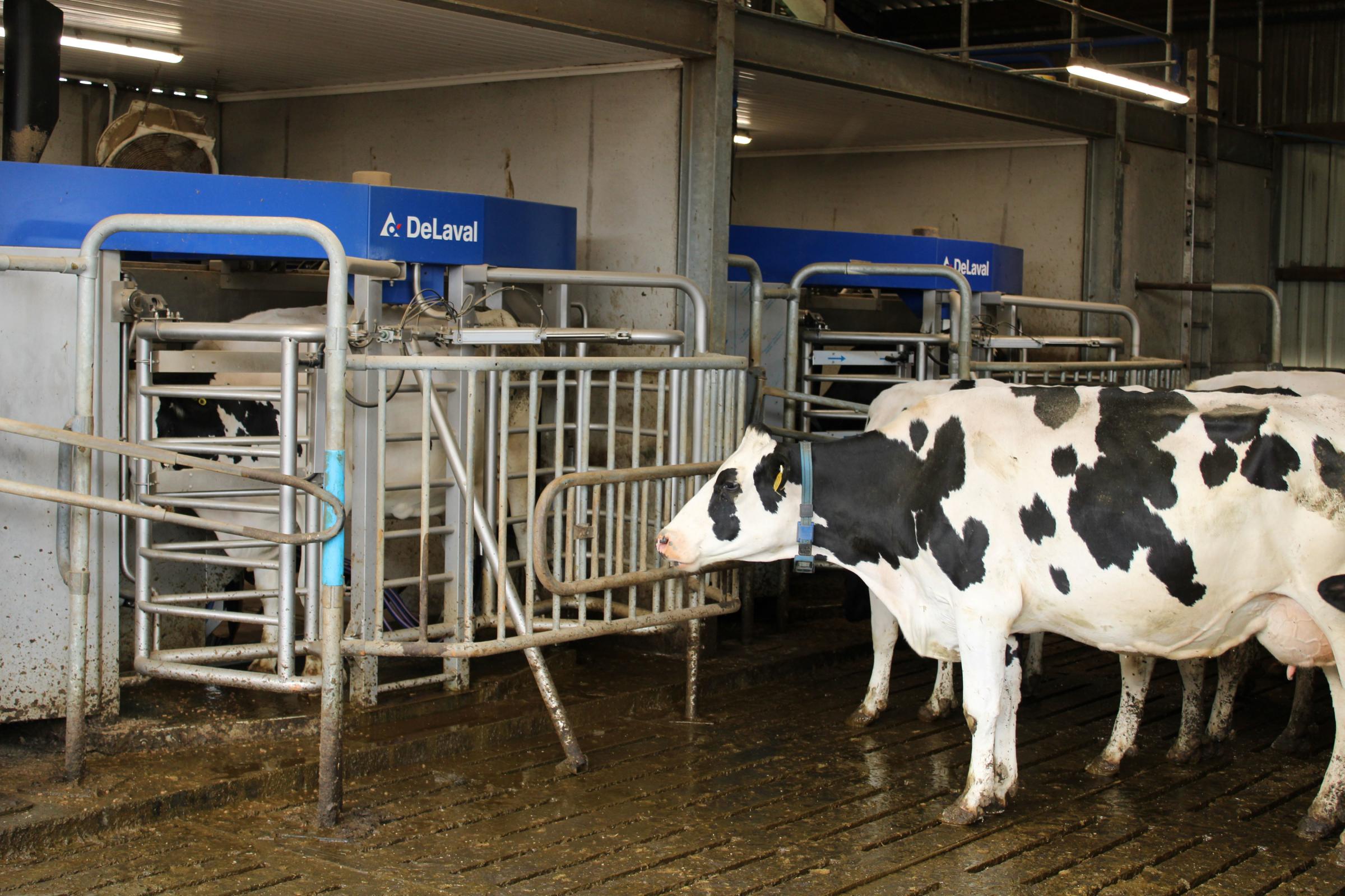 Cows have taken really well to the robotic milking machines and are producing more milk