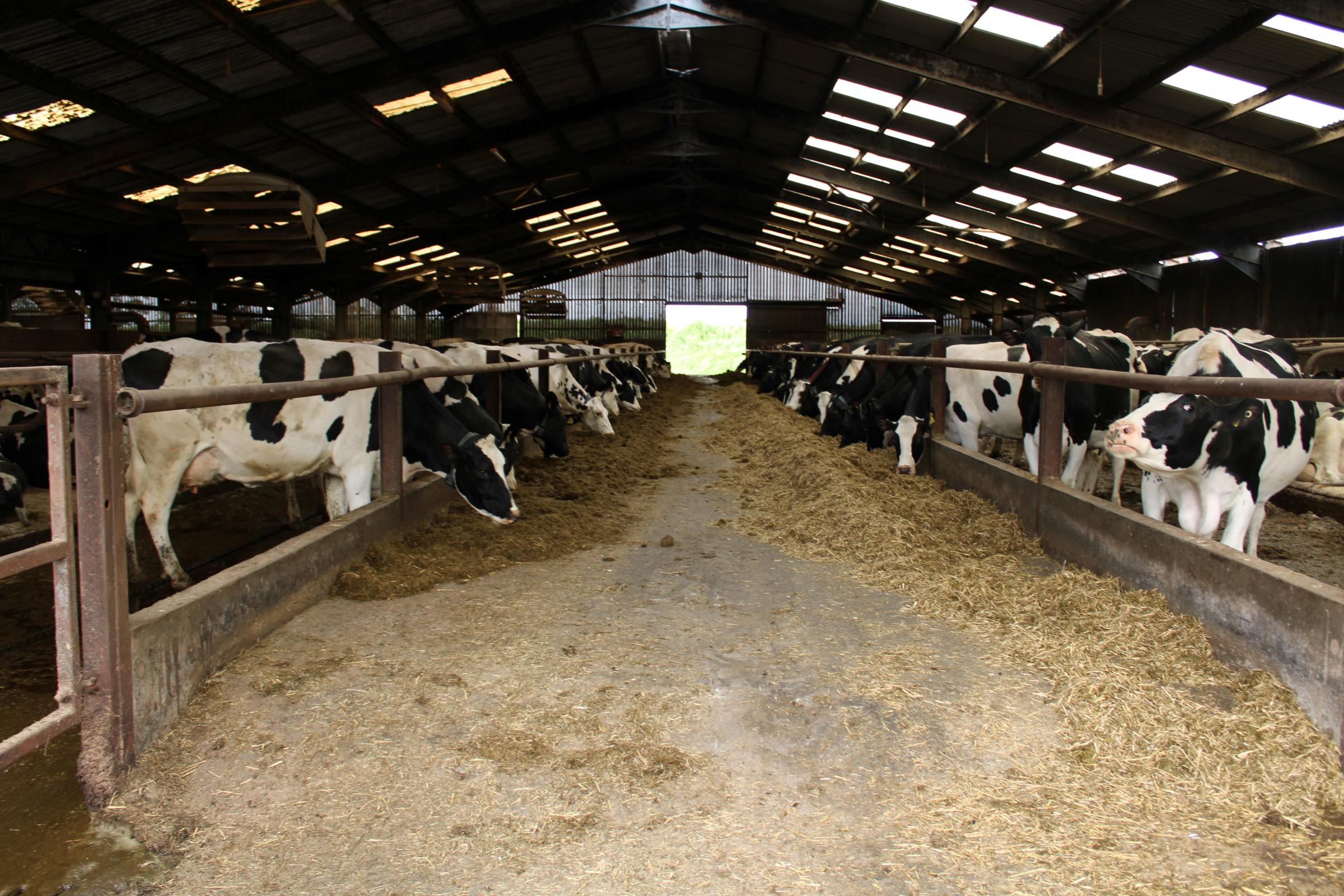 Andrew milks 228 Holstein Friesian cows at Bectonhall which are housed all year round