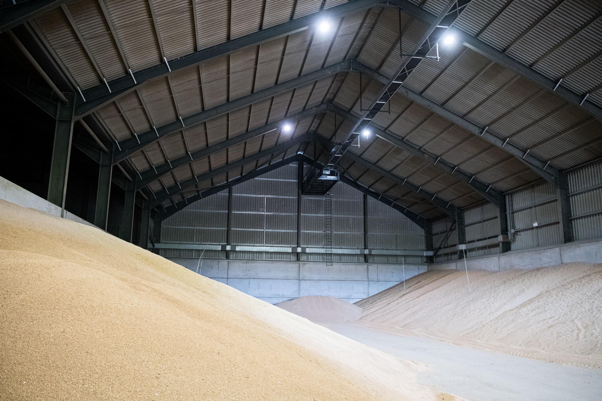 Roof mounted traveling conveyor to fill the shed to it maximum potential Ref: RH040724247 Rob Haining / The Scottish Farmer...