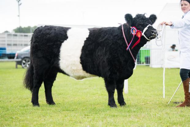 Dumfries Show