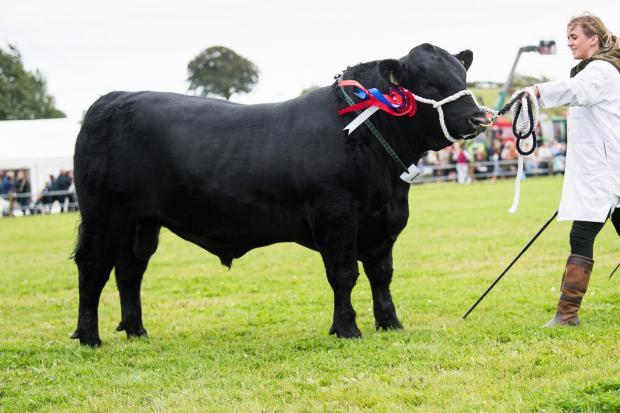 Wigtown Show