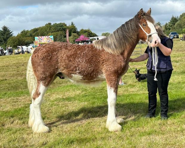 Mid Argyll Show