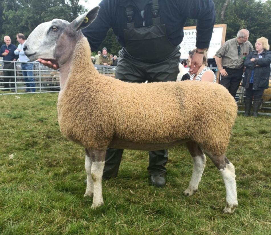 Islay Show