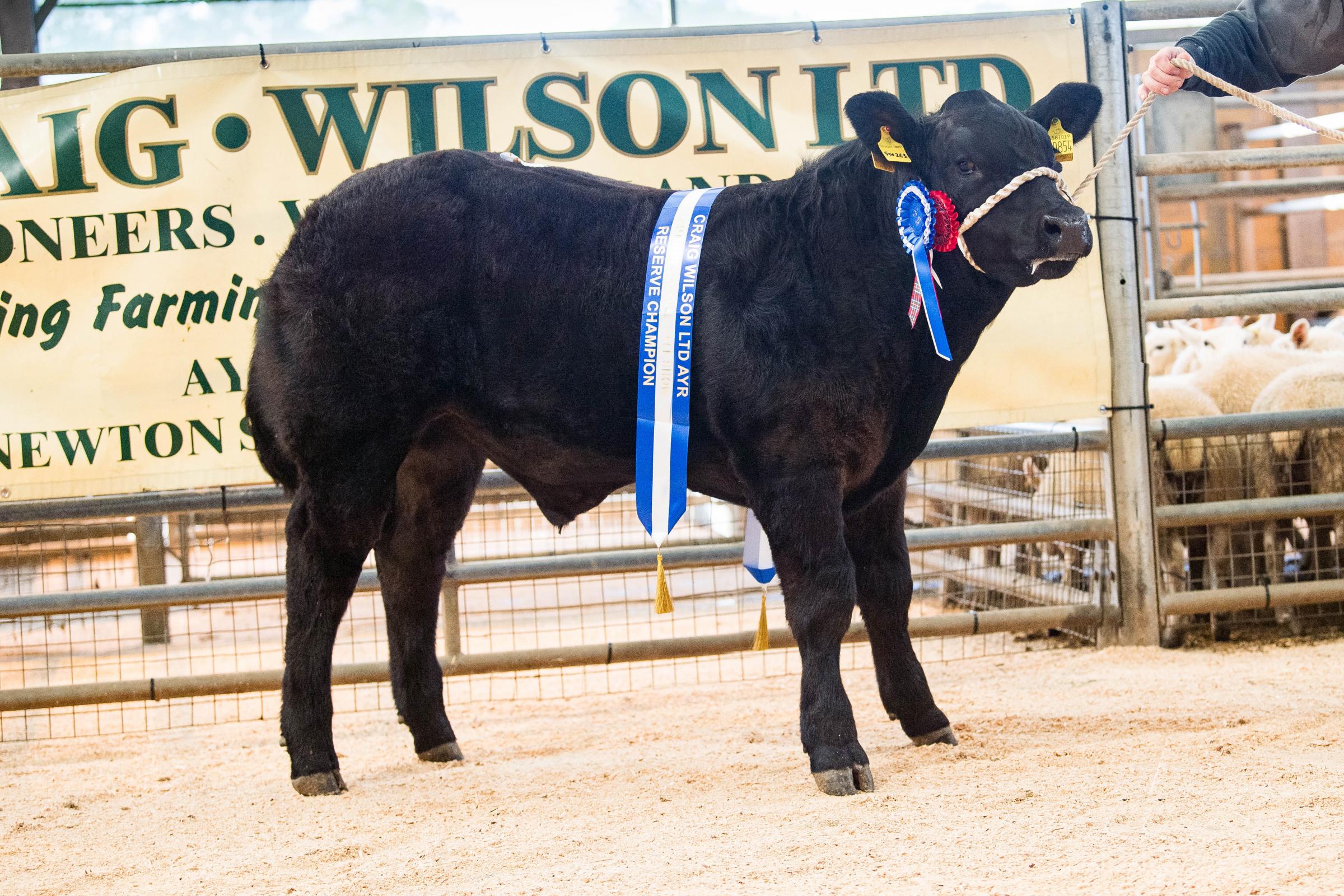 The reserve champion was a black Limousin from the Duffin family at West Brockloch which realised £2000 Ref: RH101024035 