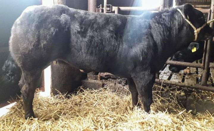 Top price of £3000 went to this Limousin cross heifer from T Laird and Son