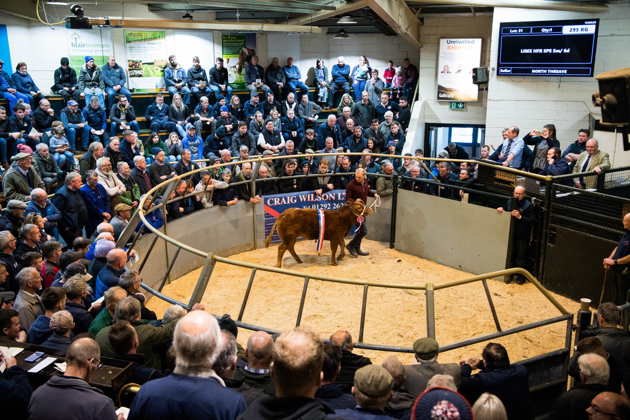 Spectators and buyers gathered around the ring for the Annual Show and Sale of suckled calves in Ayr, creating a lively atmosphere at the event with the overall champion being sold for £2500 Ref: RH101024047 