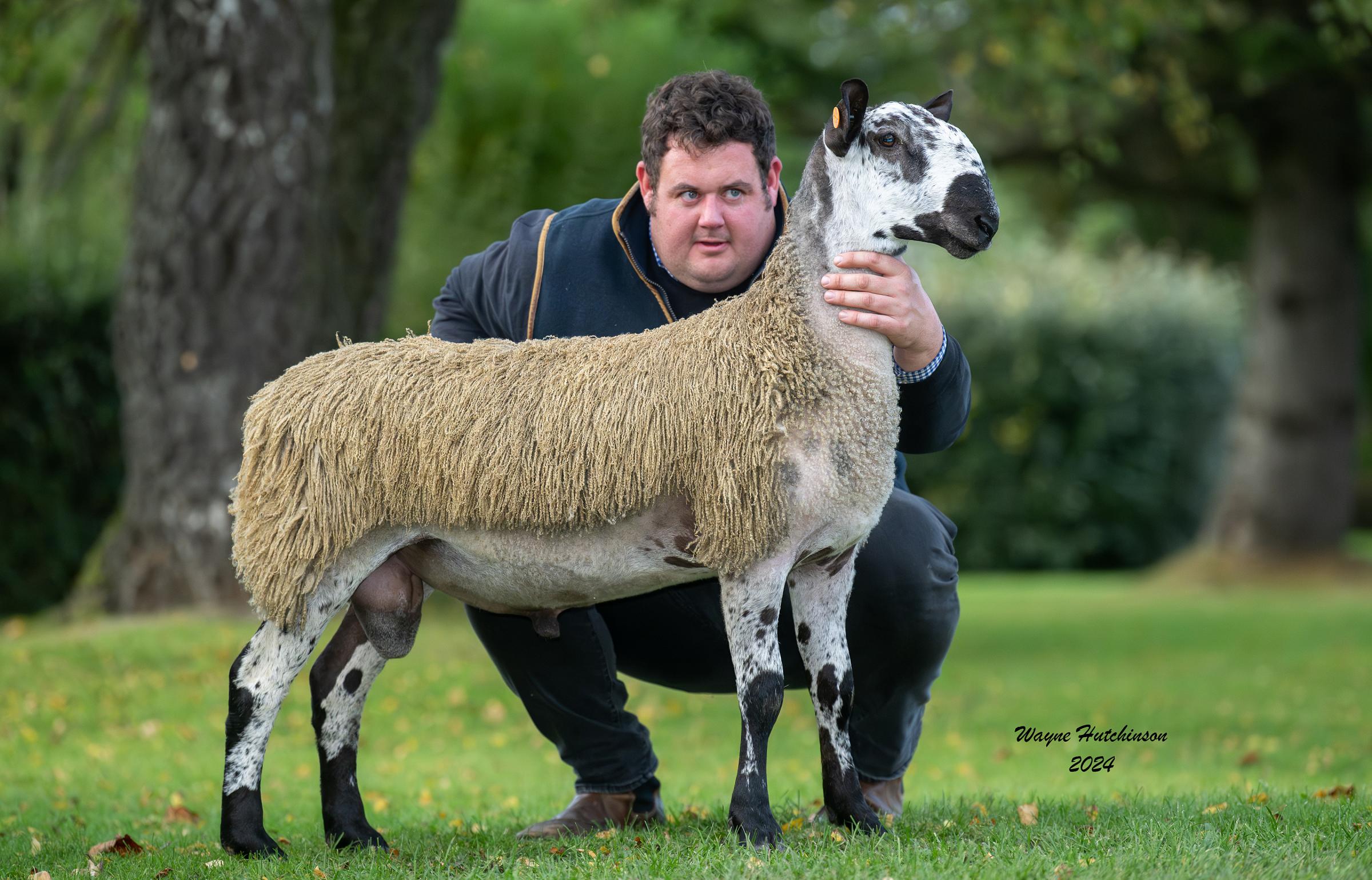 This ram lamb from Dan and Jordan Rutter- Armstrong, Howgate, made £8000 