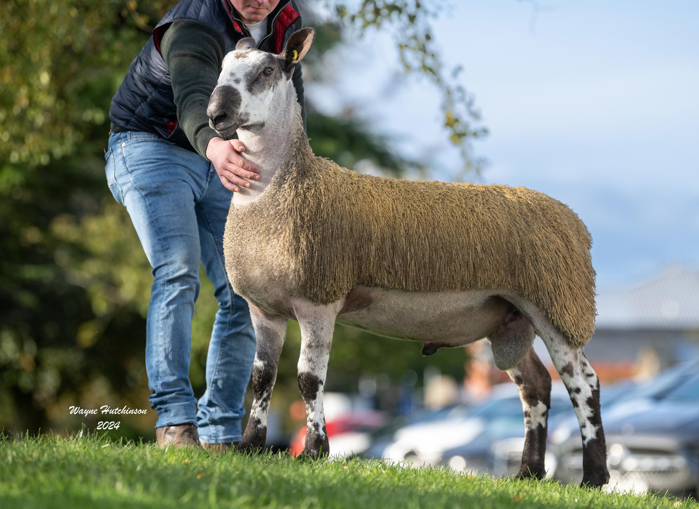 The Parks of Forebrae took £5000 for this ram lamb