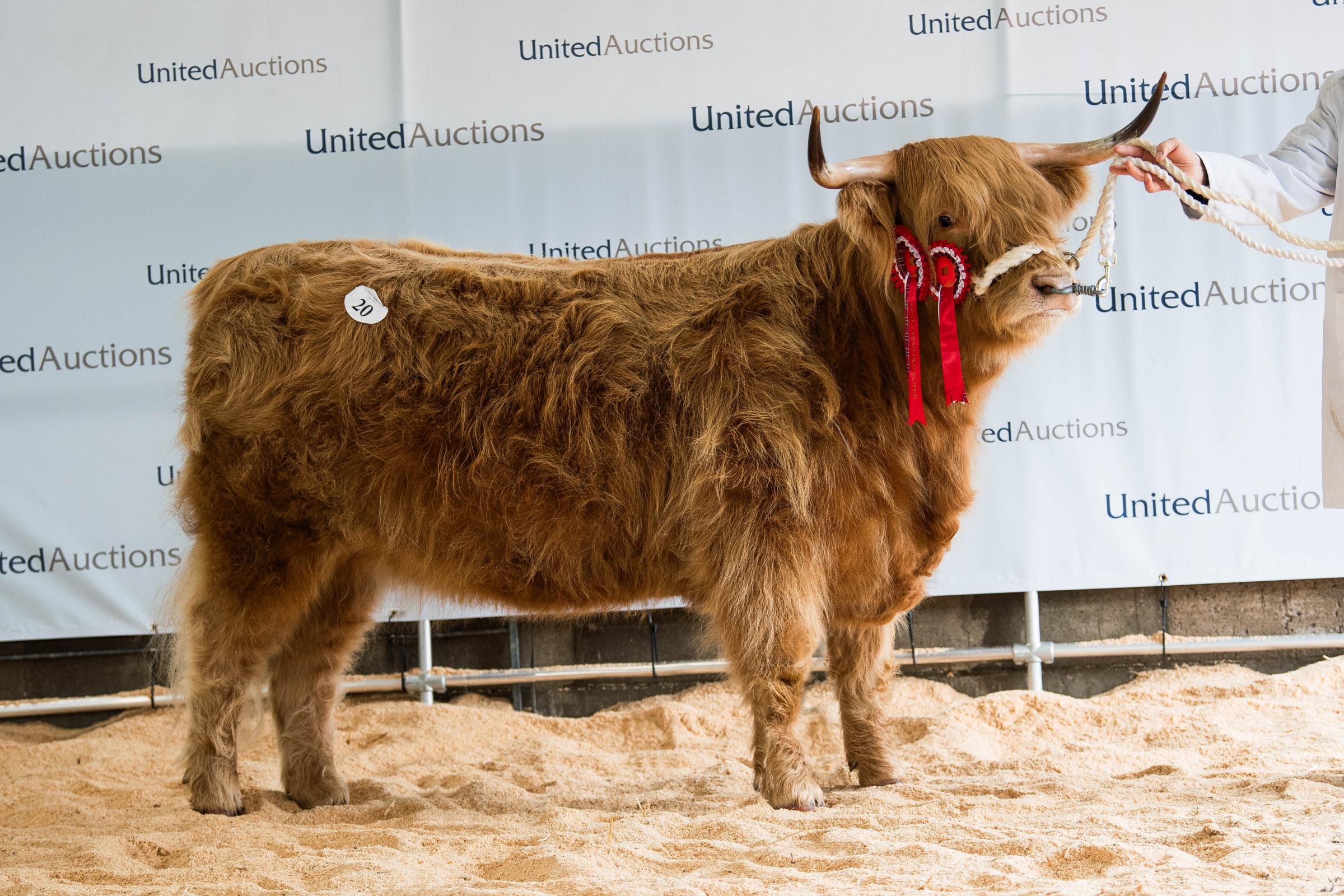 Jim and Catherine McKechnie took 6500gns for Esmi 3rd of Gartocharn Ref: RH141024045 