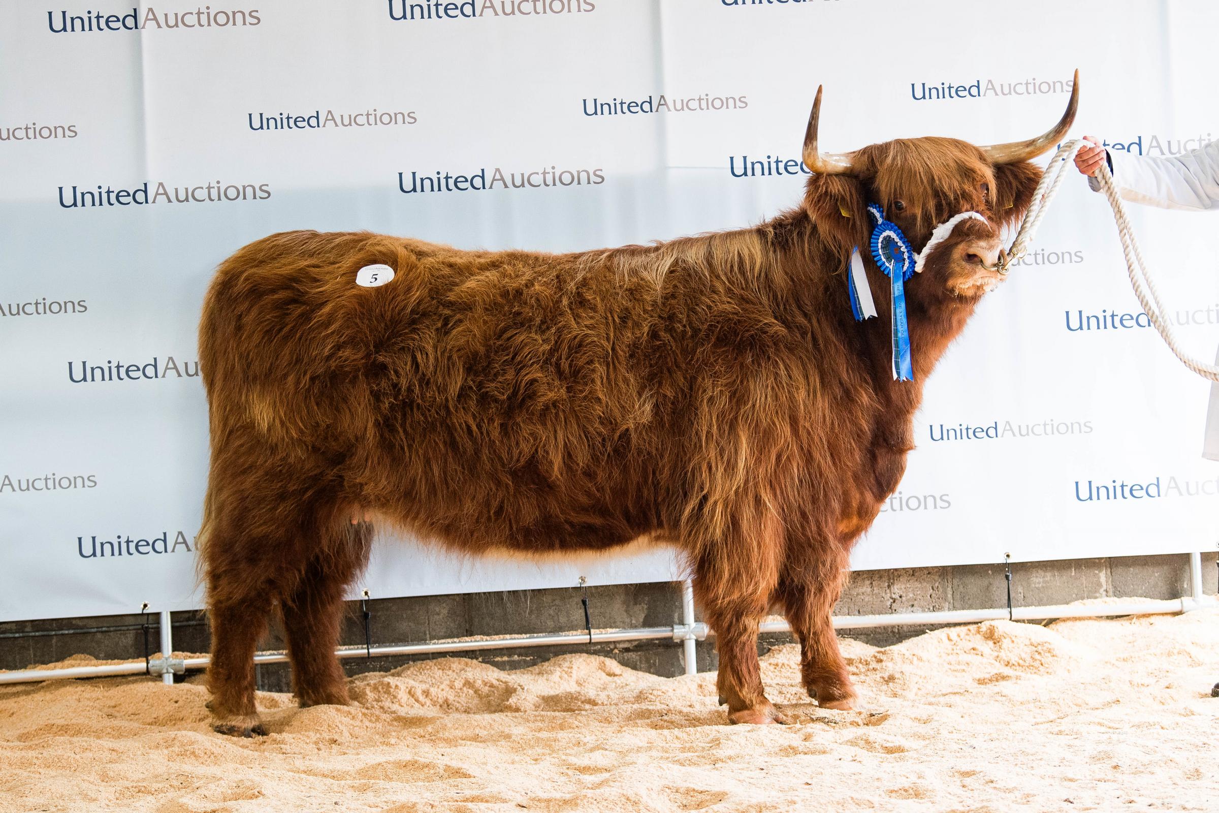 Balrowie fold sold Lili of Balrownie for 7000gns Ref: RH141024036 