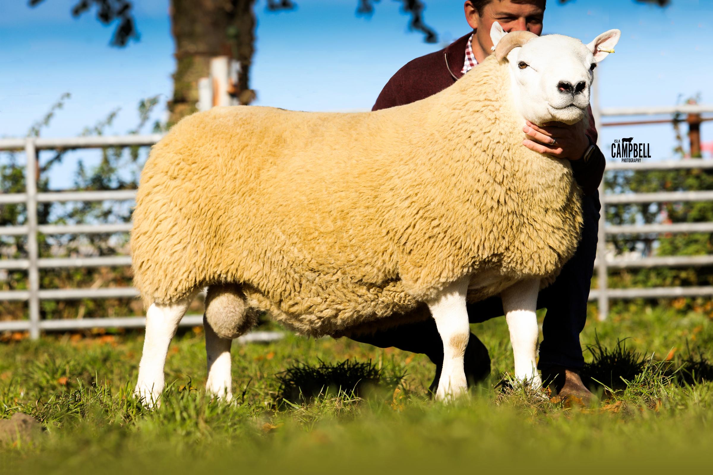 Joint sale leader at £16,000 came from the Andersons, Easter Alemoor