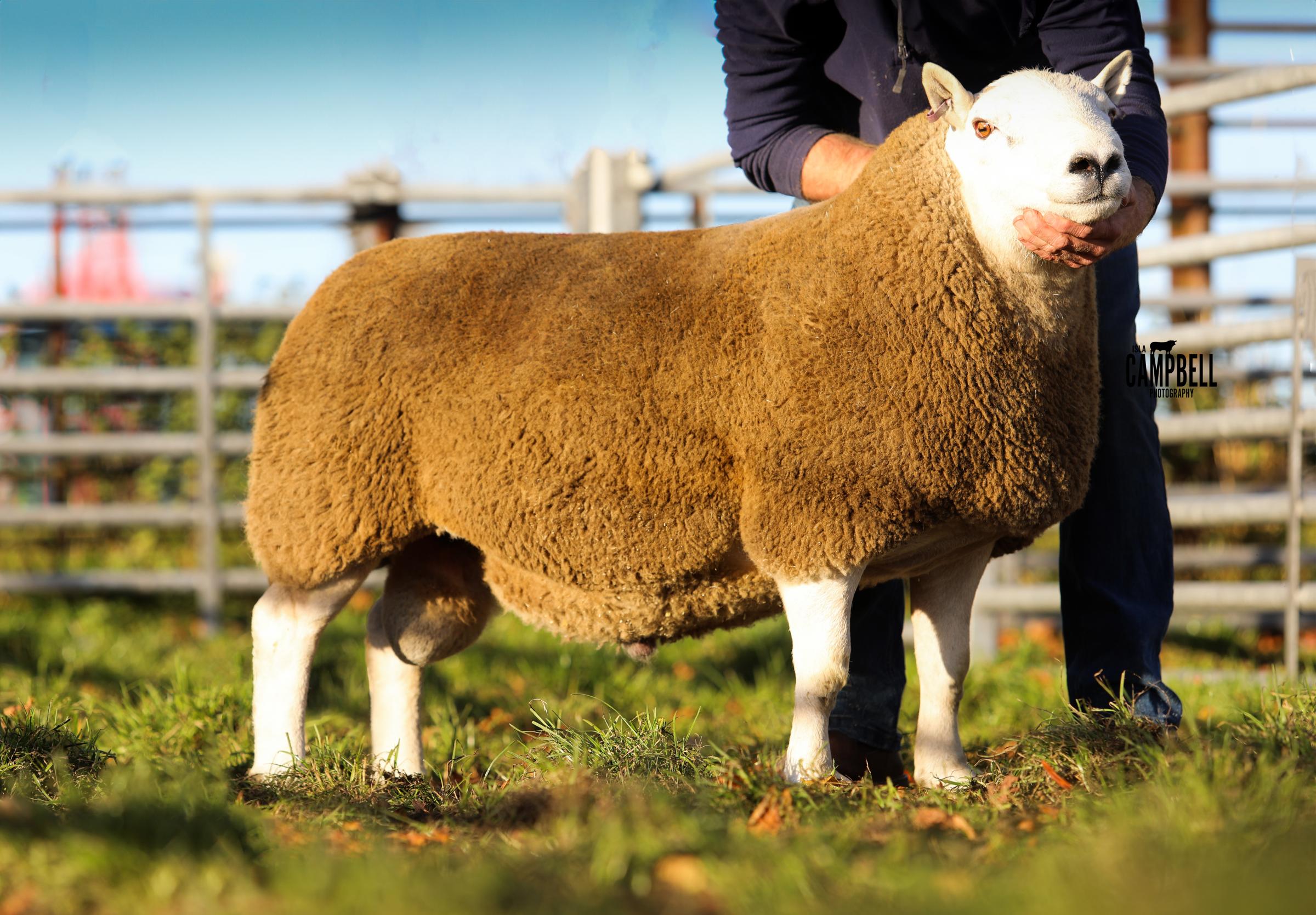 This ram from the Weirs, Mainside, realised £14,000