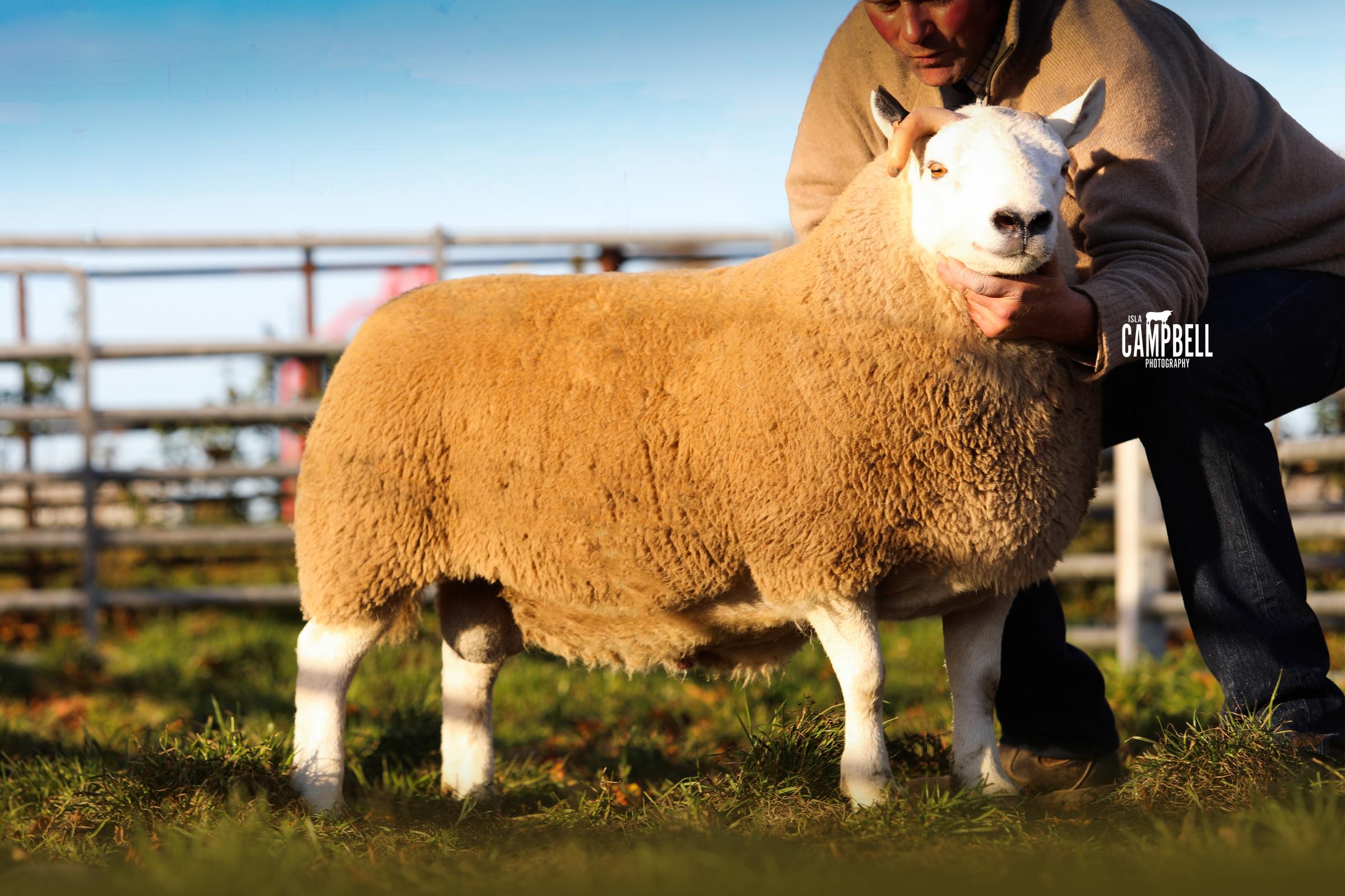 Also making £14,000 was this tup from the Wardens, Skelfhill