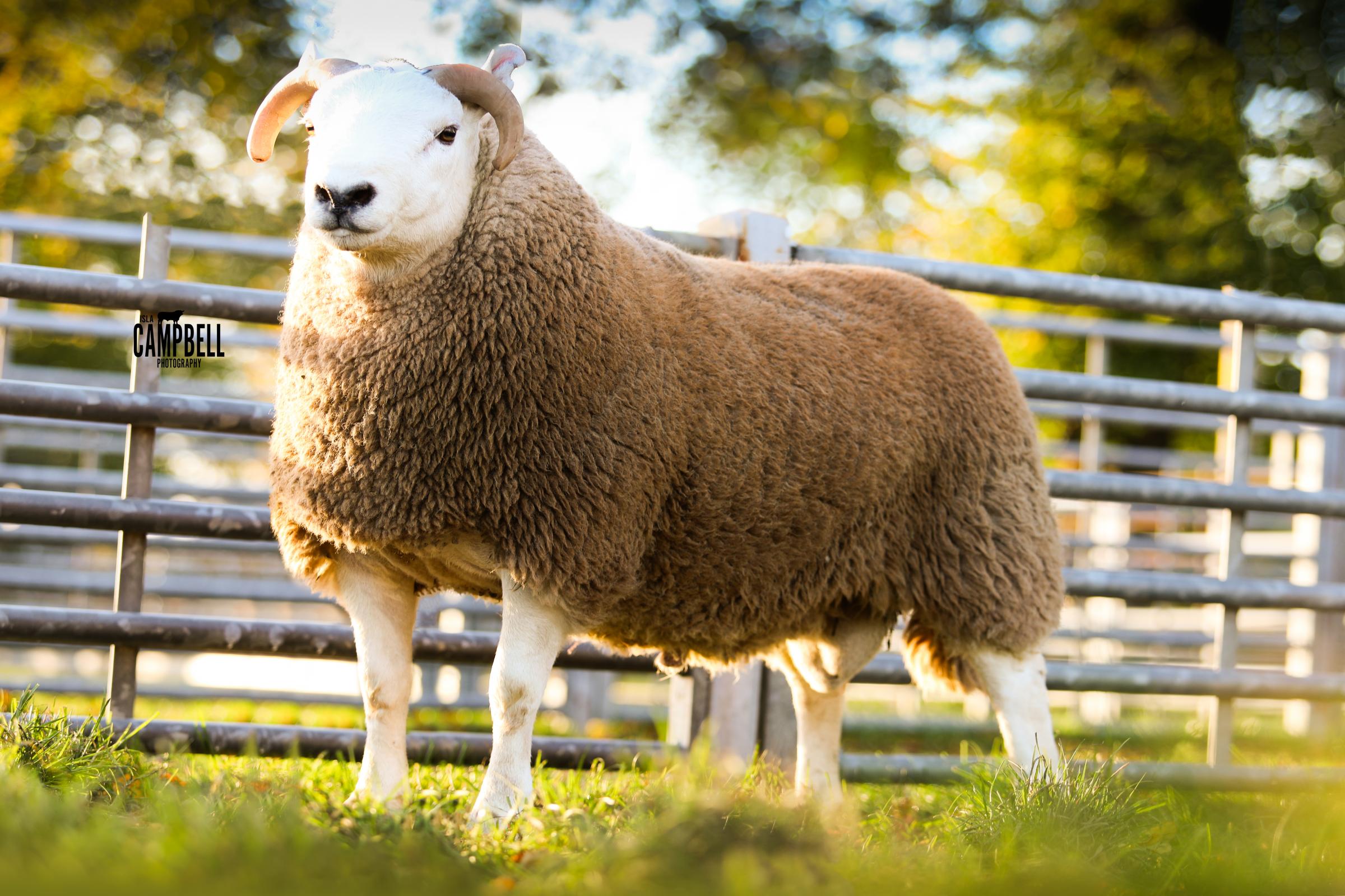 Blair and Morag Cockburn, Stirkfield sold this ram for £9000 