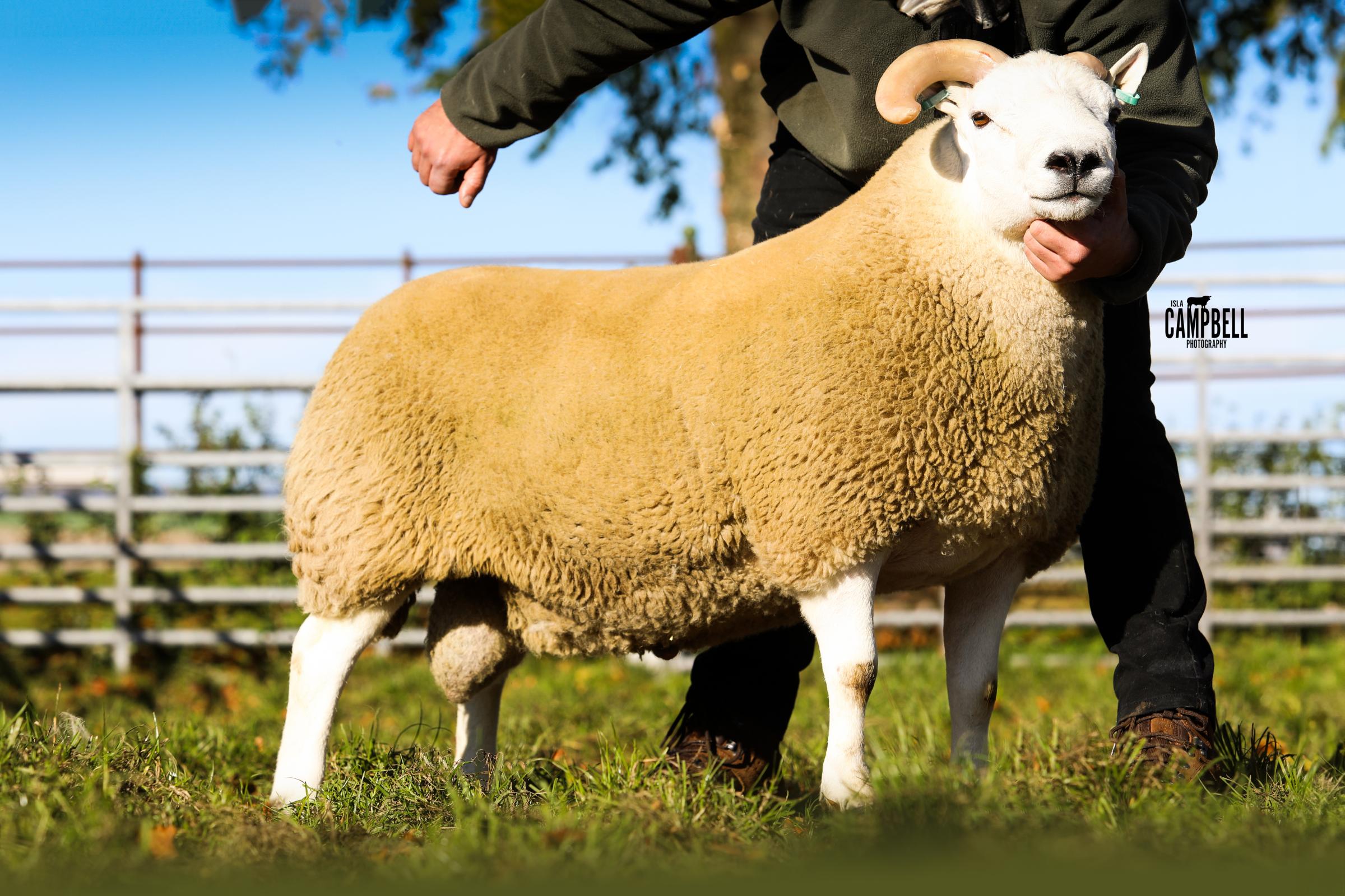 Castle Crawford shepherd, James Cochrane, sold this ram for £8000