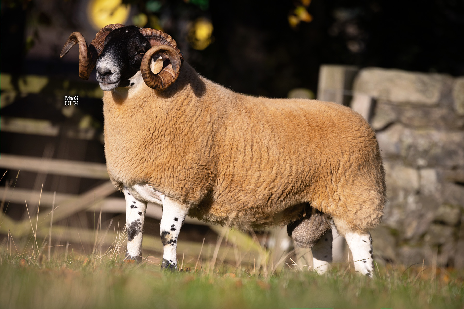 Reserve champion later realised £5000 again from the Hamiltons, Woolfords