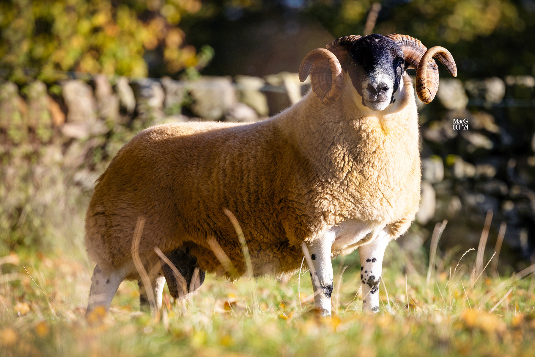 Alan Petries Maryton shearling made £3500