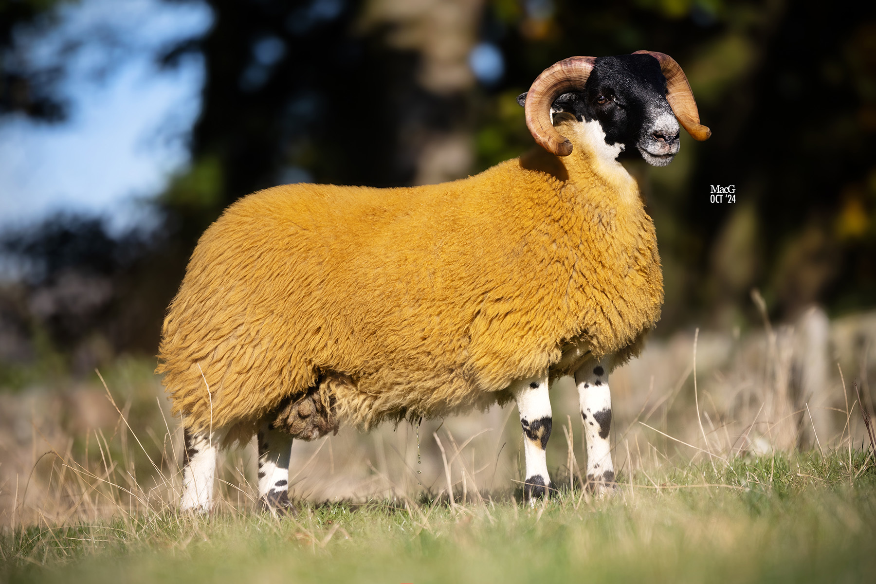 David Ballie, Calla topped the ram lambs at £4000