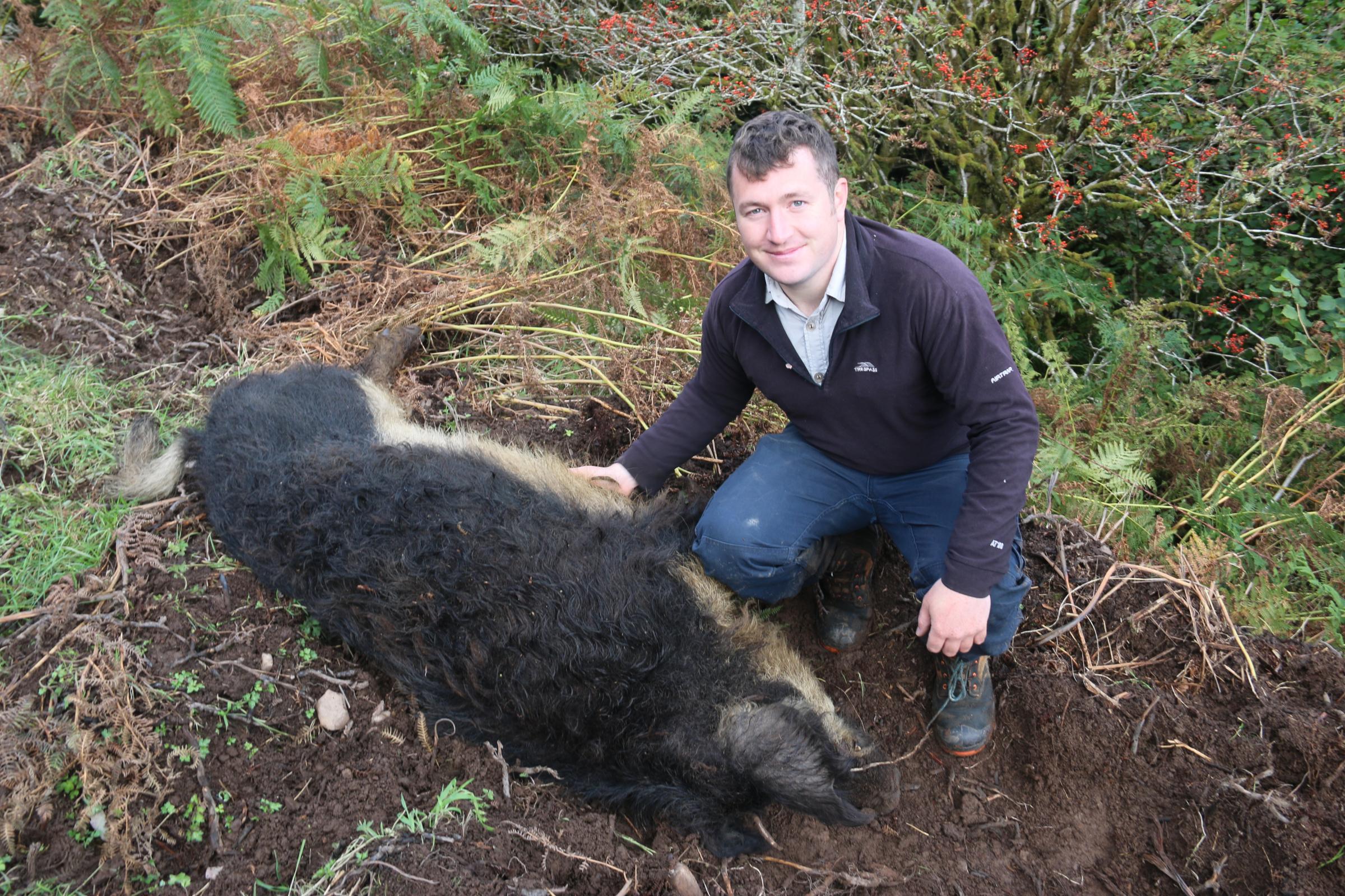 David Carruth, The Woolly Pig Company