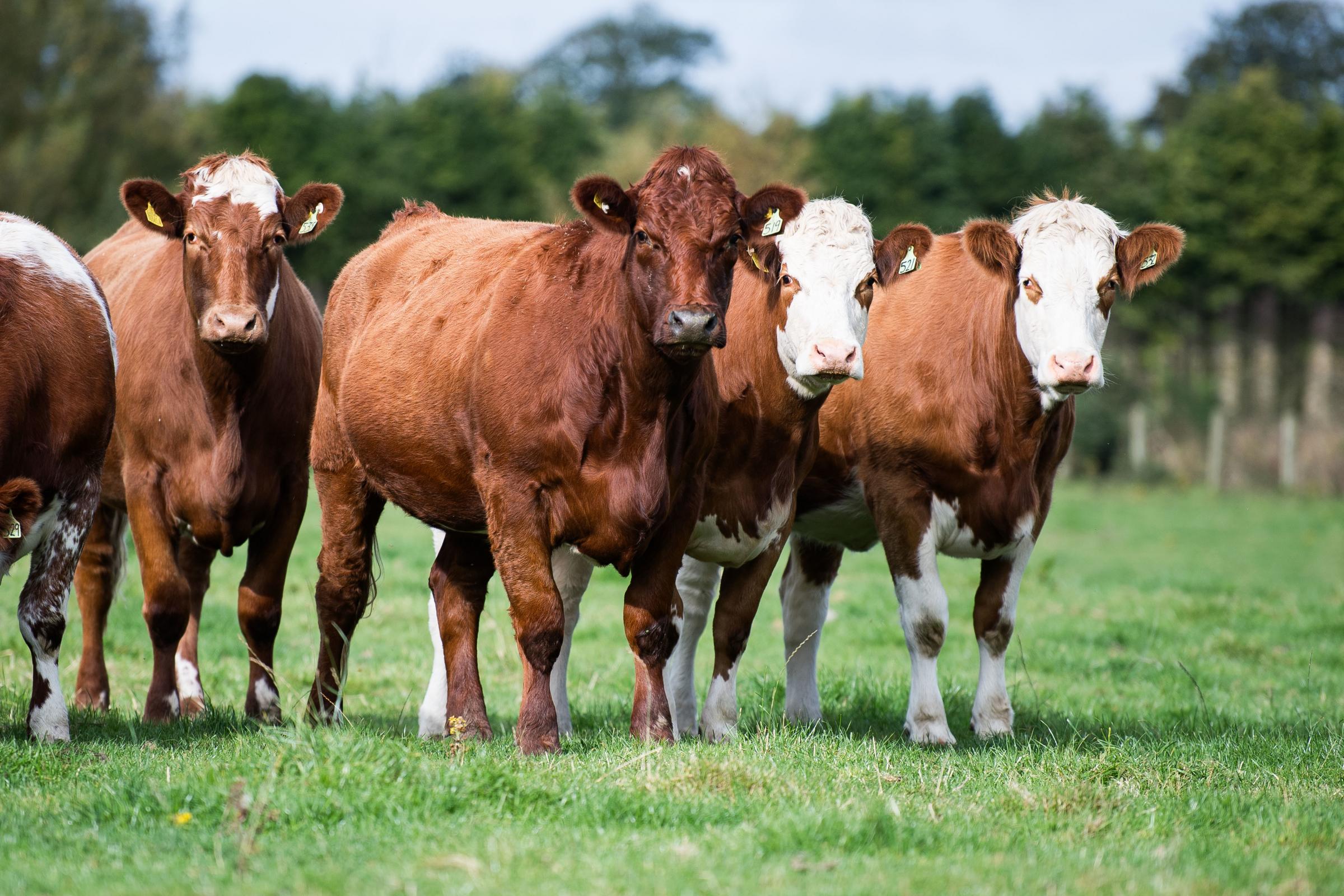 The heifers are typically bulled at around two years of age, with the goal of calving at three years old. This management strategy ensures that the heifers have reached adequate physical maturity and sizeRef: RH260924051 Rob Haining / The Scottish