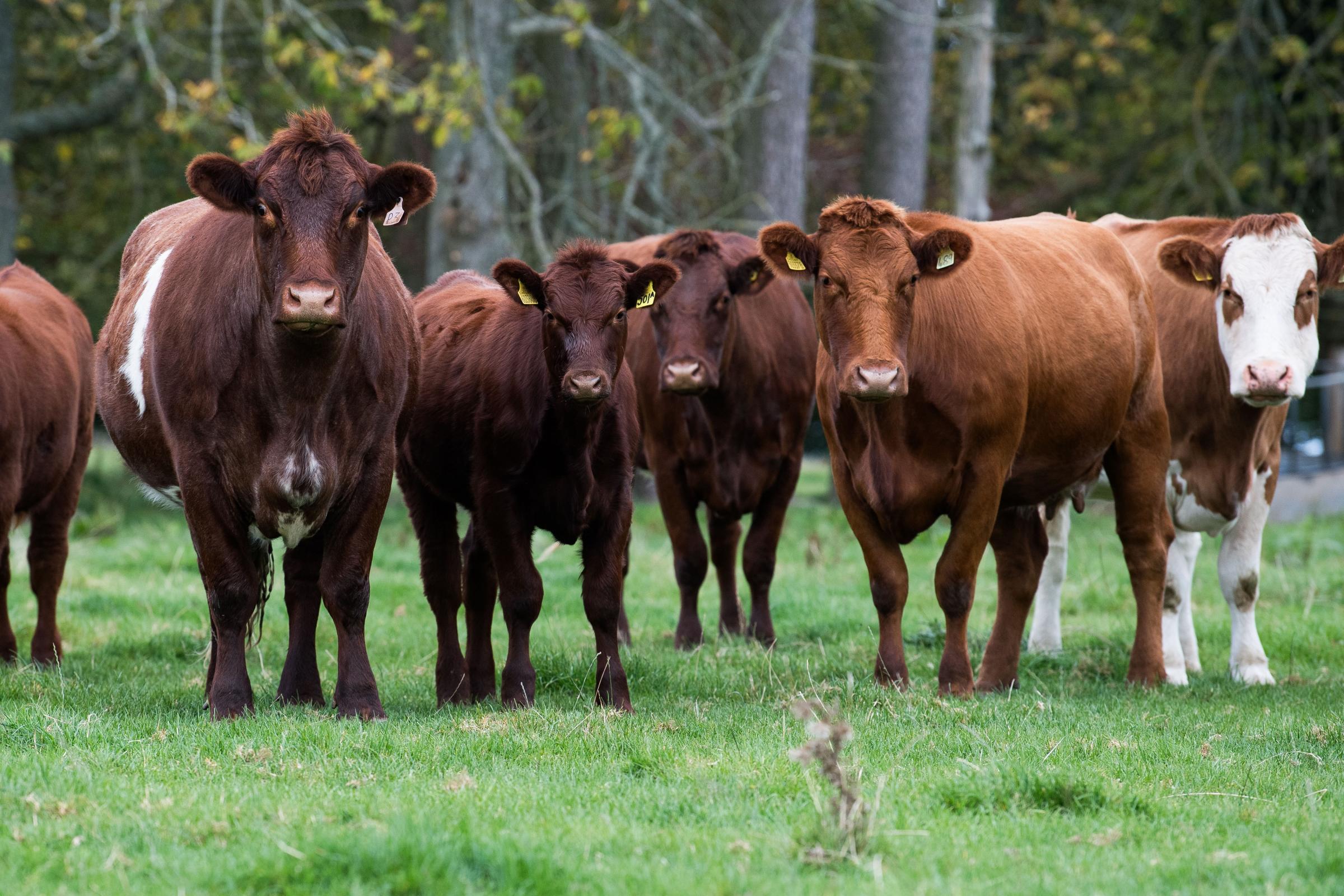 Lour Estate maintains an impressive herd of approximately 180 beef cows, reflecting a significant focus on livestock production as part of their farming operations. The herd consists of well-managed, high-quality breeding stock, selected for their