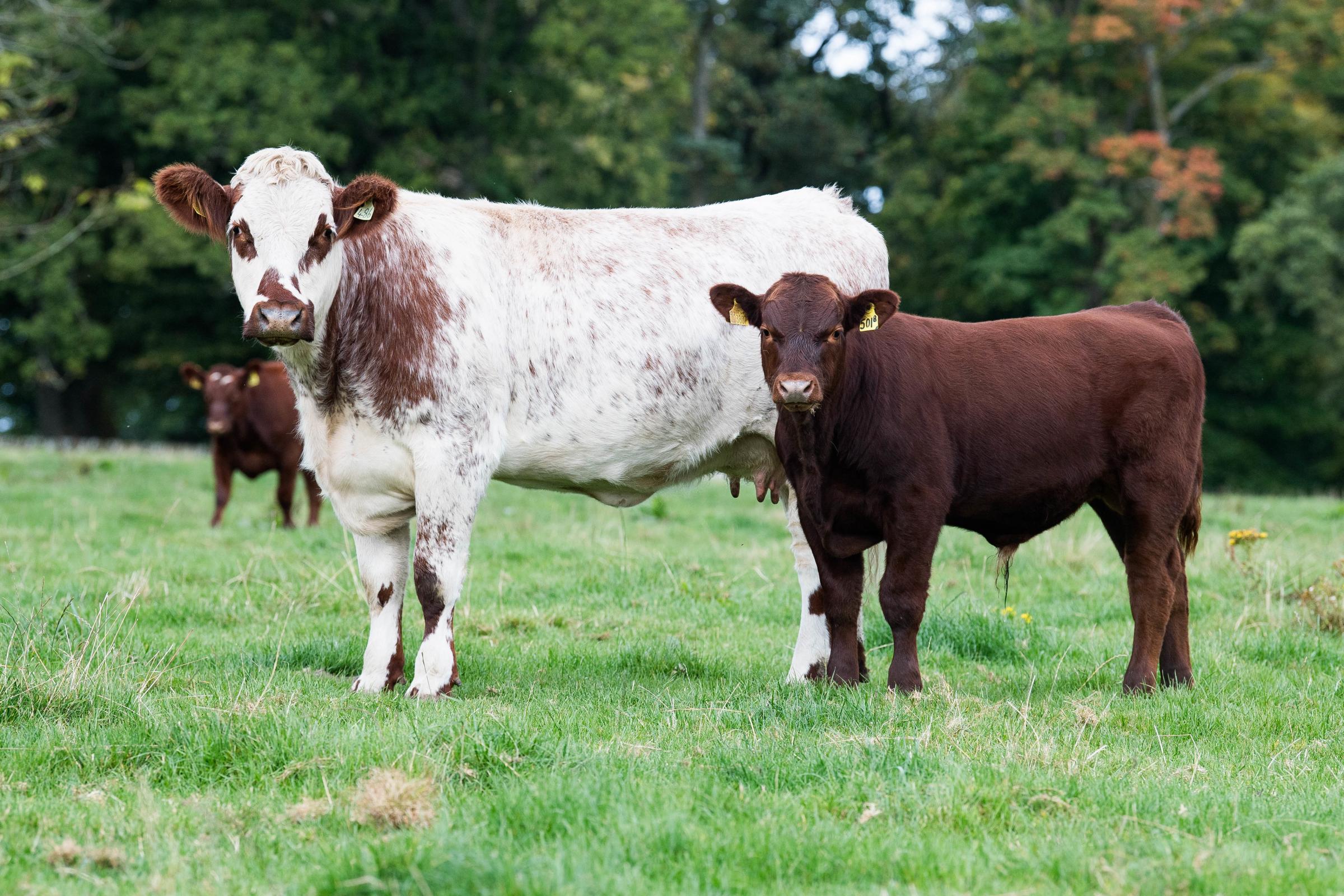 The cows calve indoors, providing a controlled and sheltered environment that ensures both the cows and their newborn calves are protected from harsh weather conditions during the critical calving period. This indoor setting allows for closer monitoring