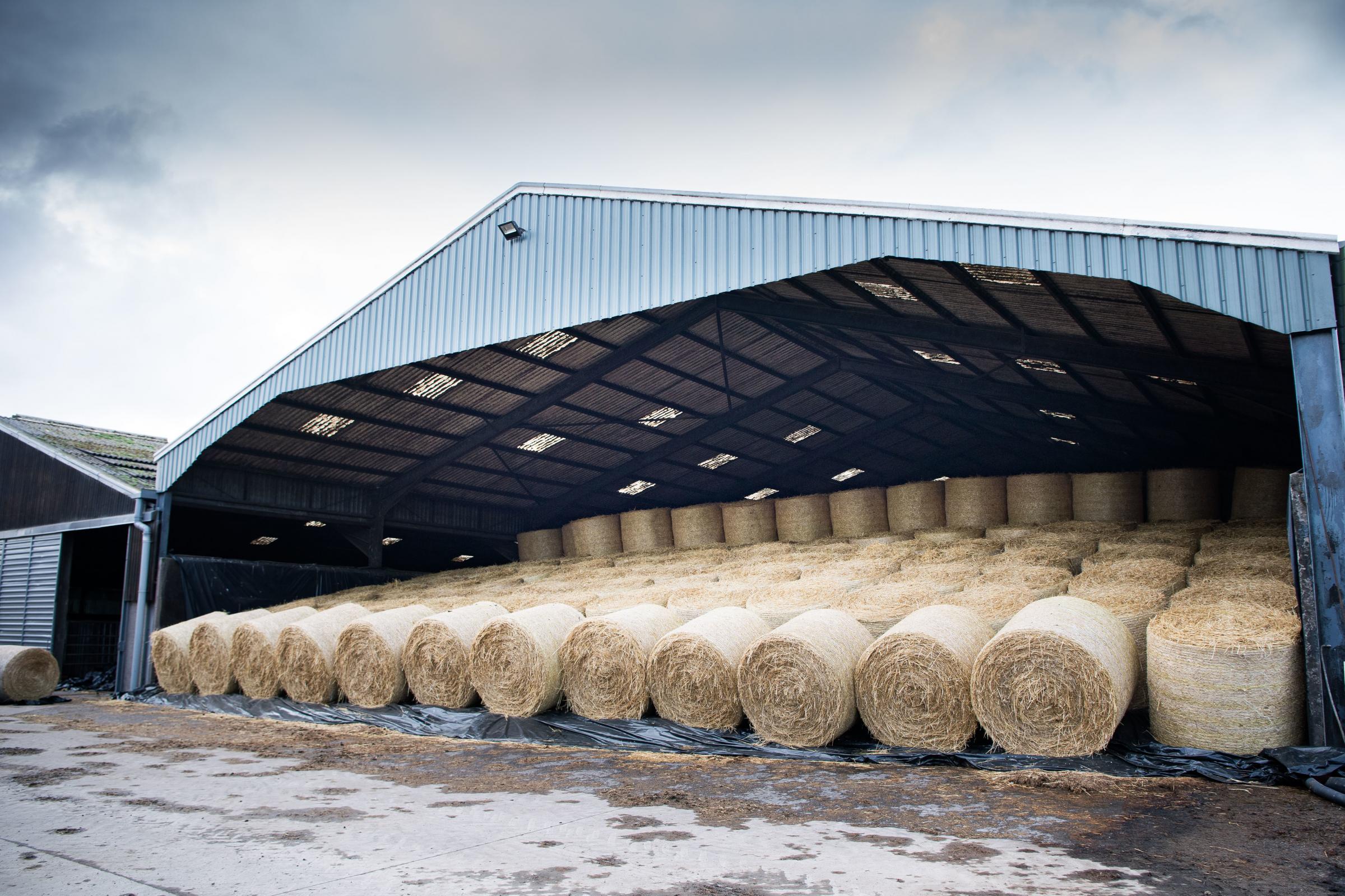 Silage already completed and stored in the pit, preparations are well underway for the cows to come in from the fields. Typically, the cows are brought in from late October and remain housed until April, though this timing is largely dependent on weather