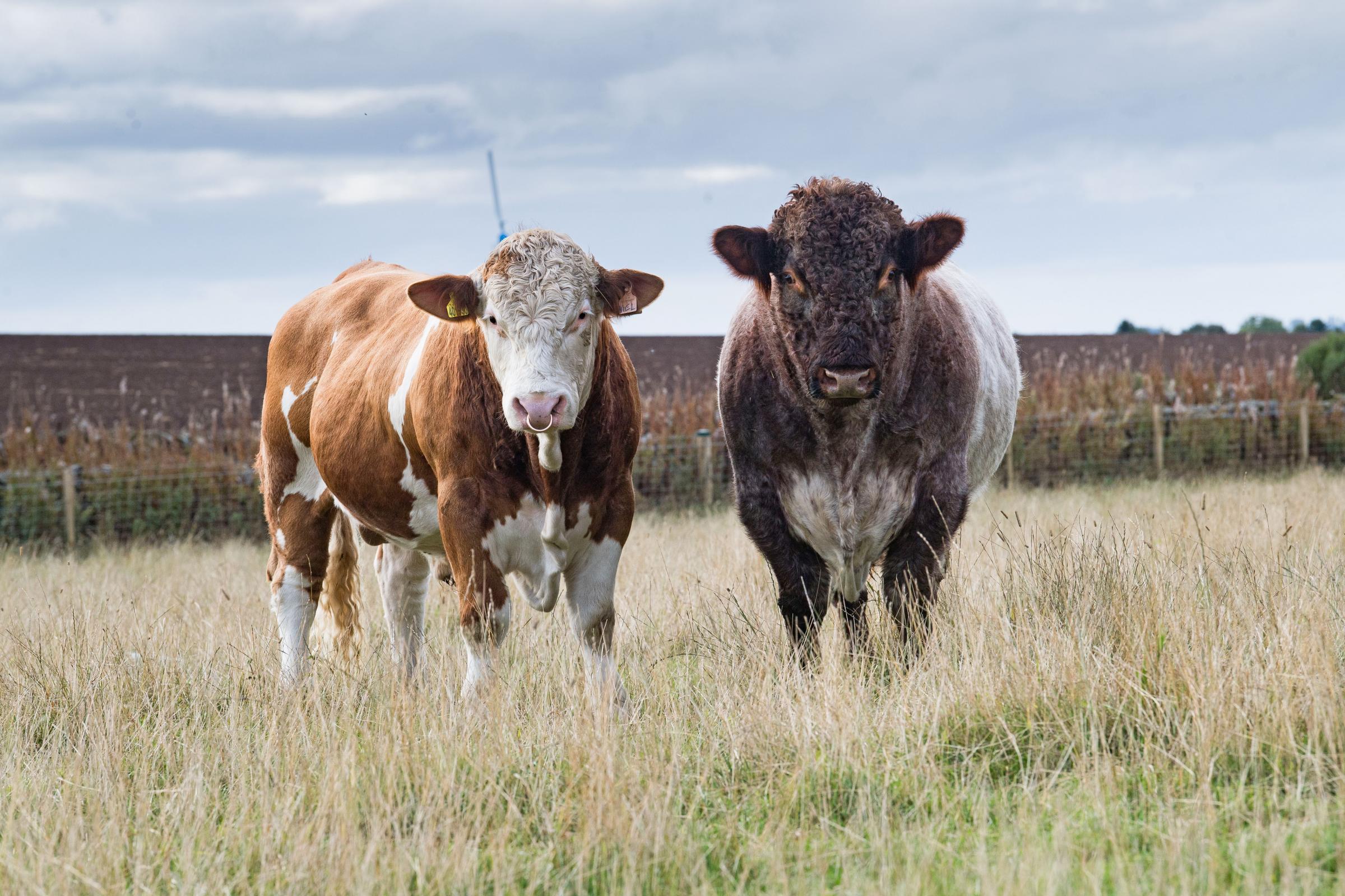 Beef Shorthorn, Simmental and Angus bulls are used at at Lours Ref: RH260924048 Rob Haining / The Scottish Farmer...