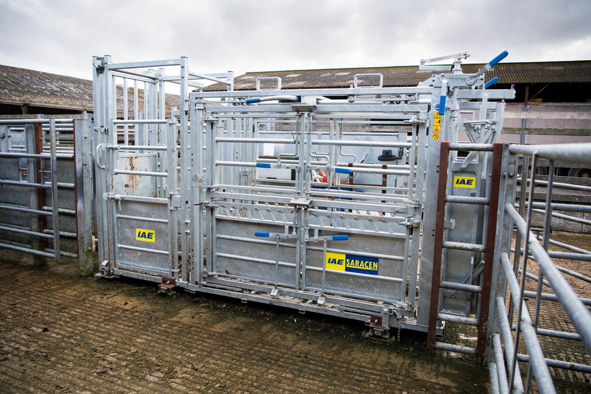 At the heart of the cattle handling unit is the robust and versatile IAE Saracen crush. Designed with both the safety of the operator and the welfare of the animals in mind Ref: RH260924042 Rob Haining / The Scottish Farmer...