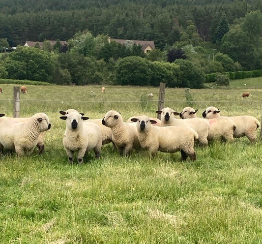 The flock at Maranatha consists of 19 breeding ewes with remaining sheep rounding that number up to 35