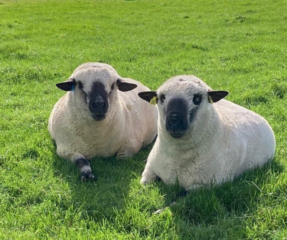 The flock originated in 2015 from three foundation ewe lambs and one tup lamb from Roy and Sheena McFarlane of the Lecropt flock, Bridge of Allan