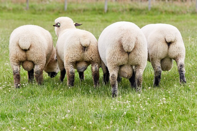 Donald used to buy in a lot of shearlings to improve the bloodlines but is now focused on breeding quality stock tups