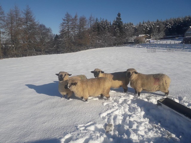 The Hampshires are a hardy breed and can withstand the slightly harsher conditions of the Highlands